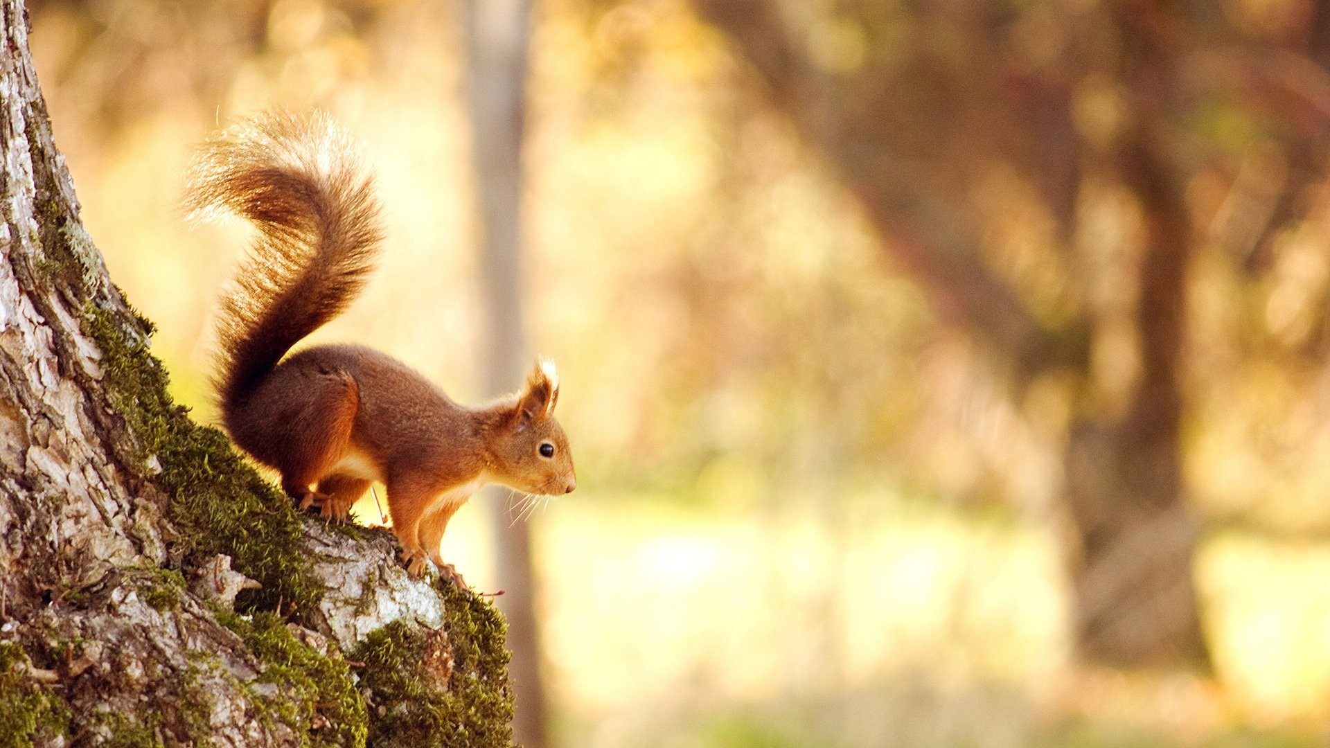 1920x1080 Animal nature cute forest squirrel wallpaper |  | 696254 |  WallpaperUP