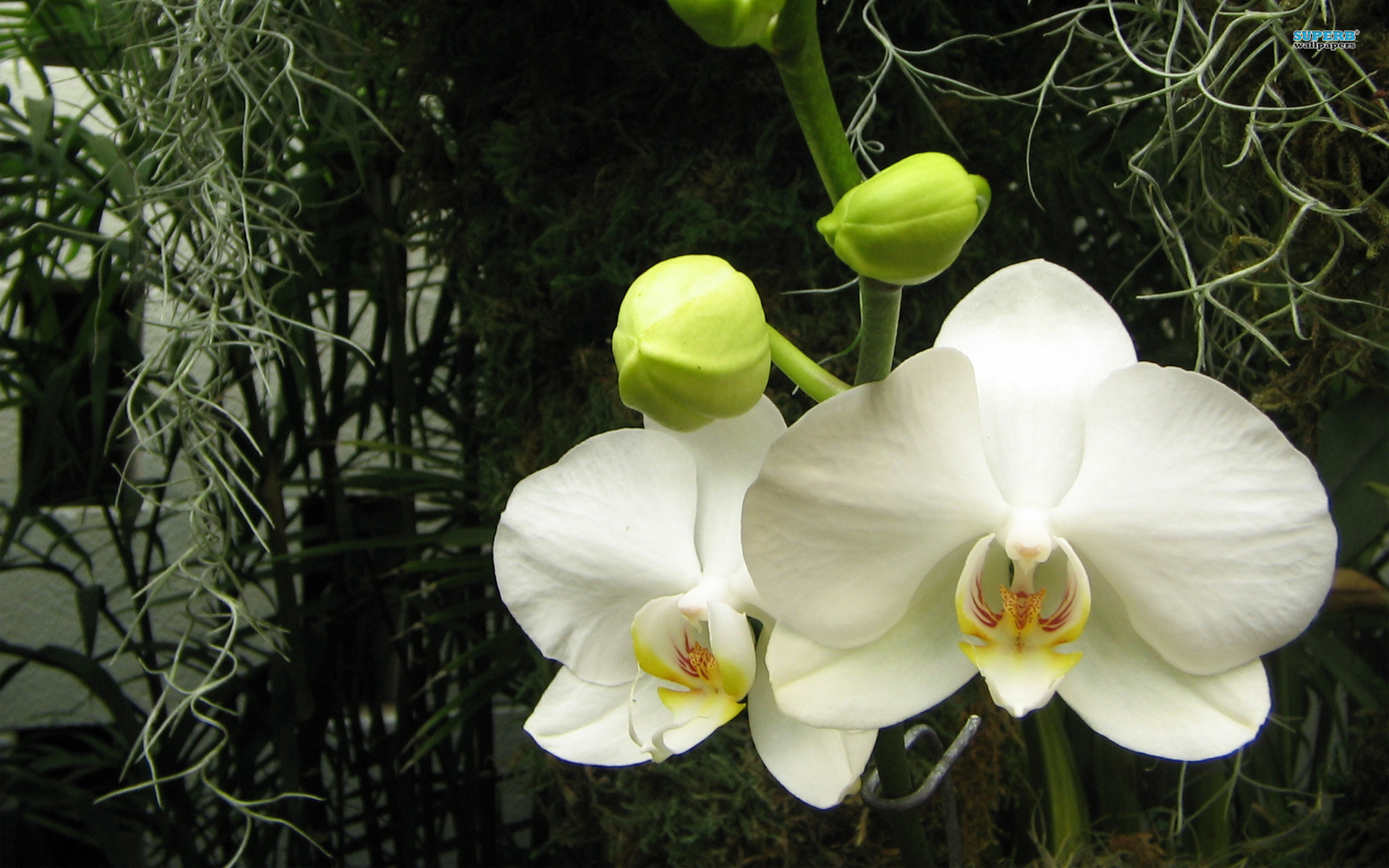 1920x1200 White Orchid Wallpaper