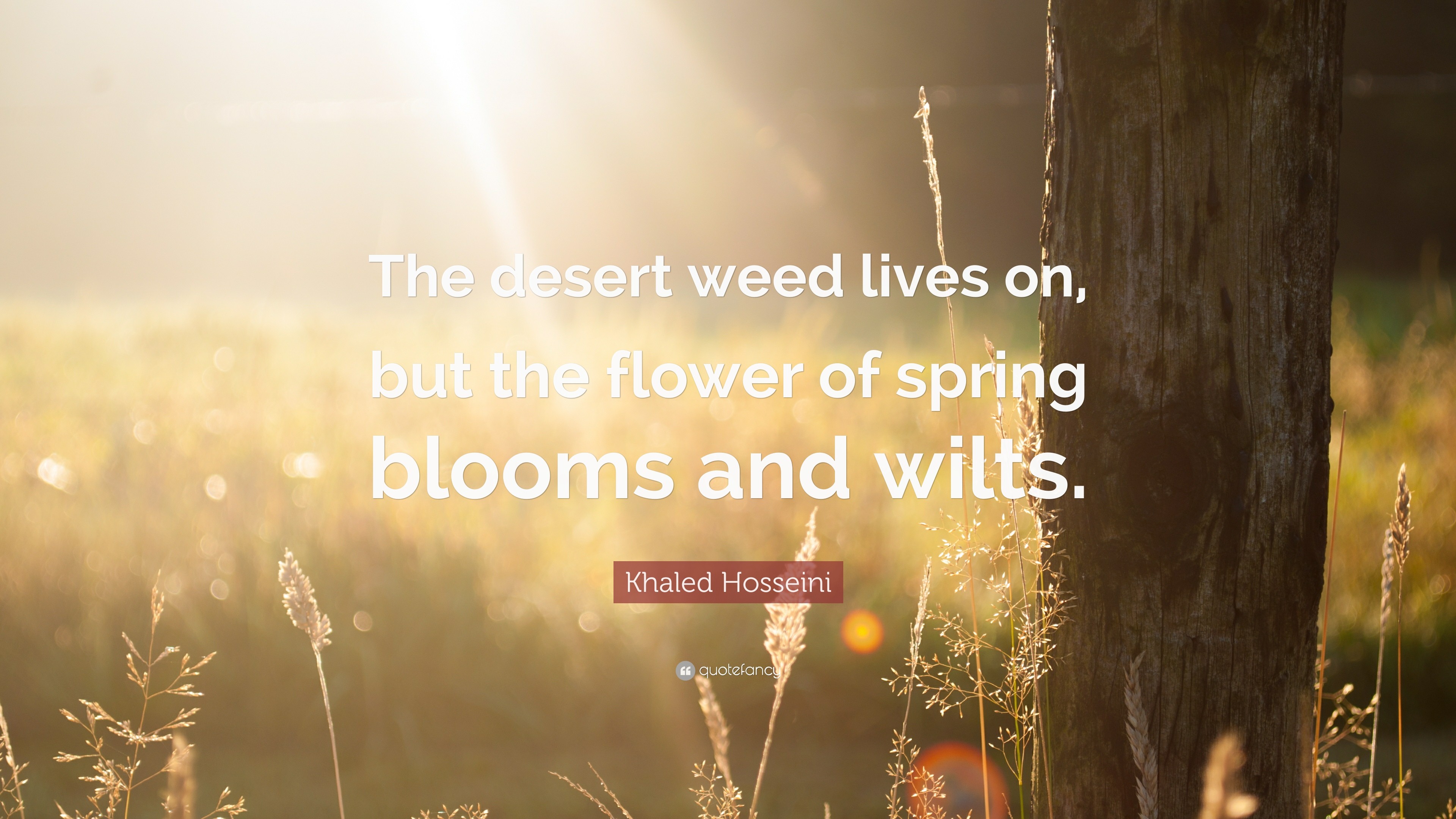 3840x2160 Khaled Hosseini Quote: “The desert weed lives on, but the flower of spring