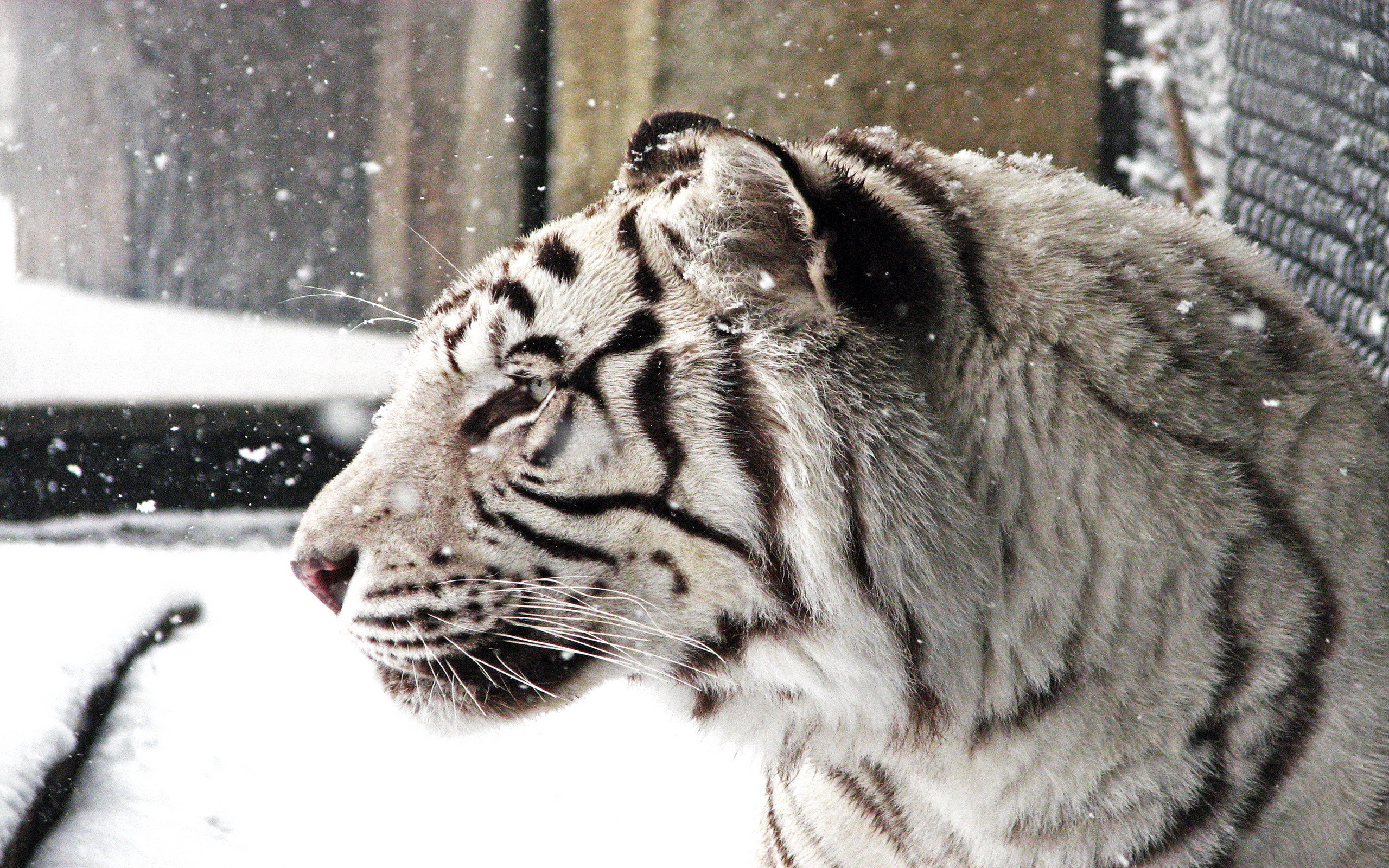 2560x1600 Download Free White Tiger Background.