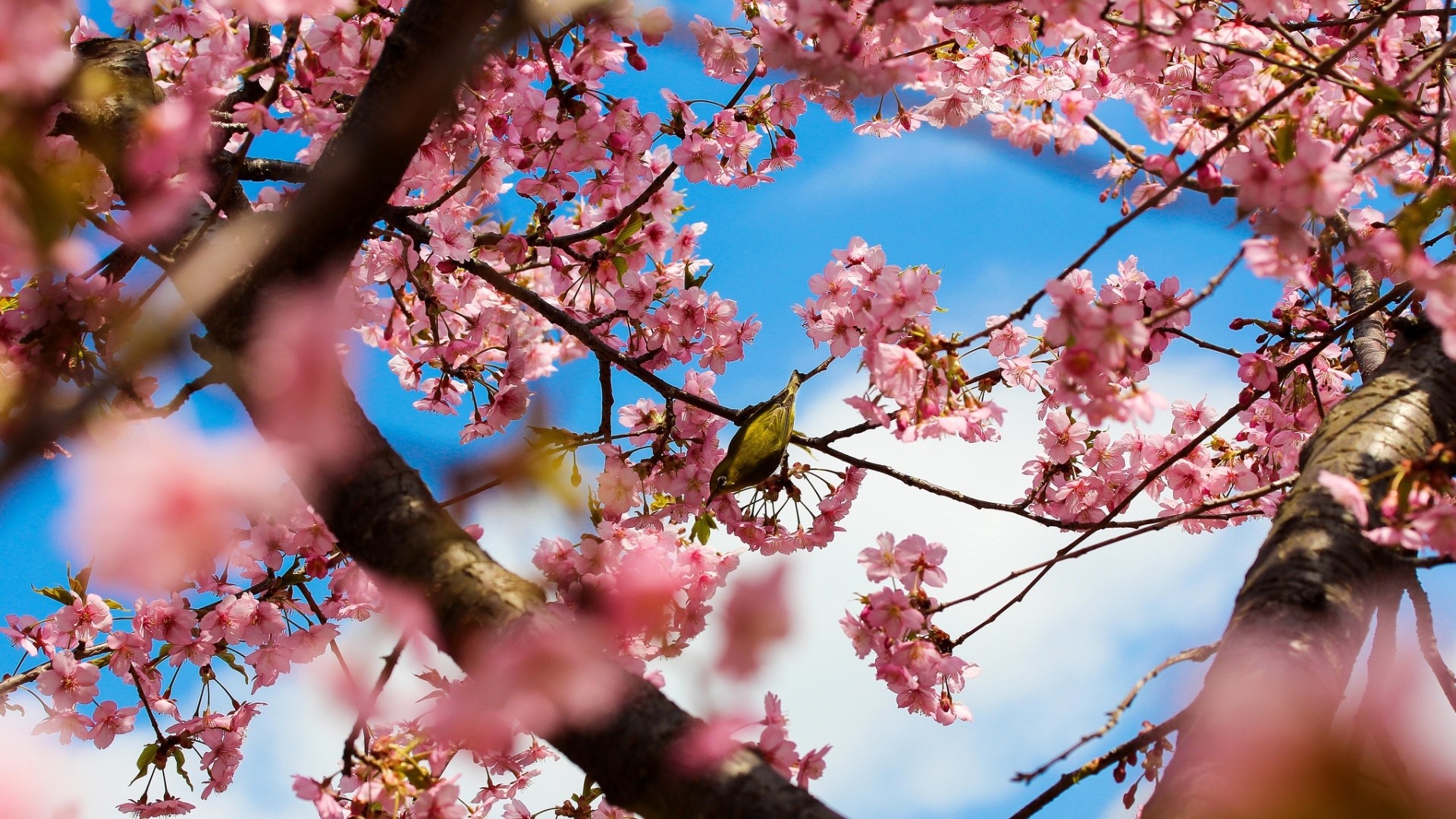 1920x1080 Picture of cherry blossoms HD Desktop Wallpaper