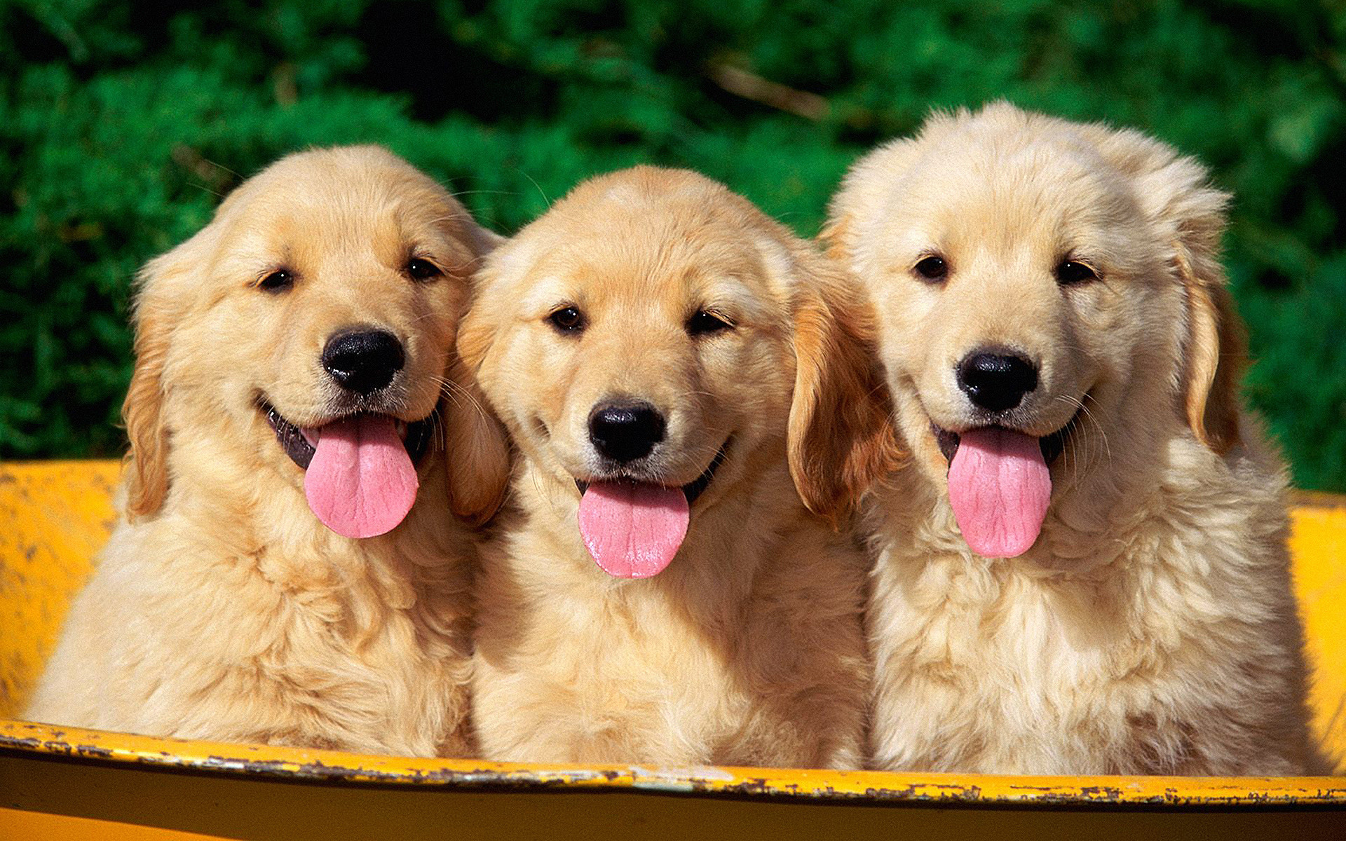 1920x1200 Lovely Golden Retriever Puppies In The Basket Photo And Wallpaper With  Puppy Golden Retriever Wallpaper