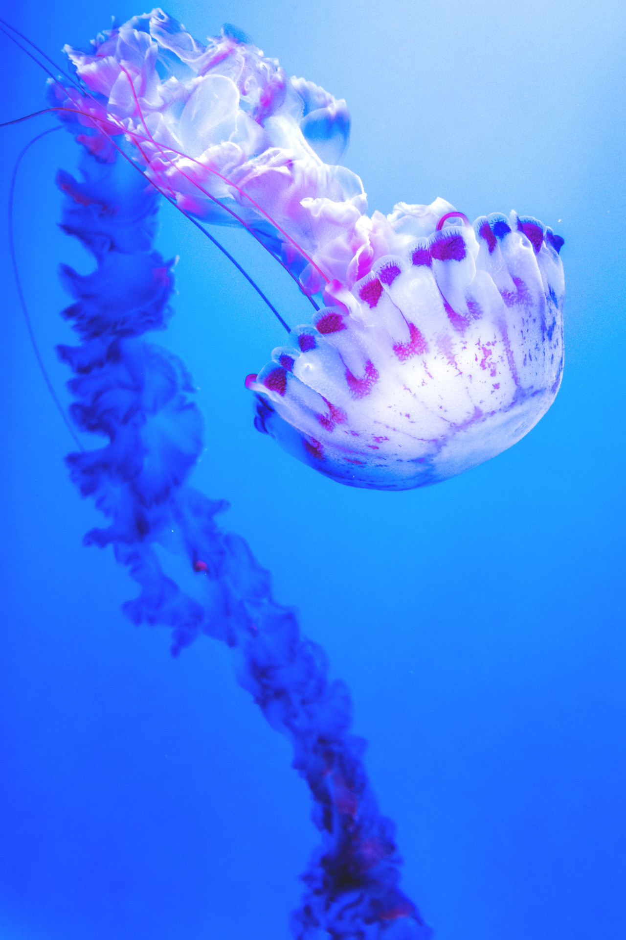 1280x1920 violet jellyfish ocean deep wallpaper 
