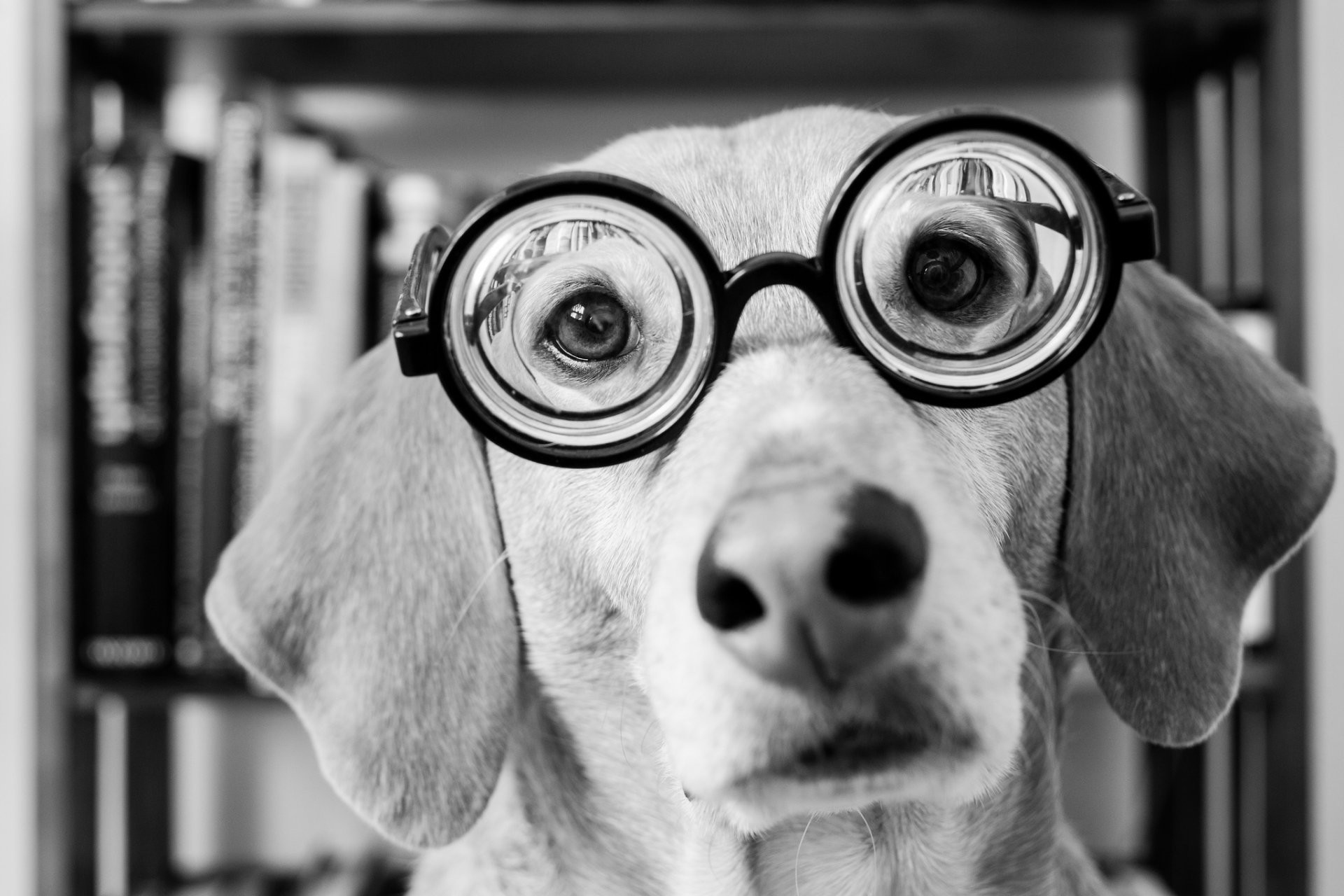 1920x1280 dog view sunglasses face black and white
