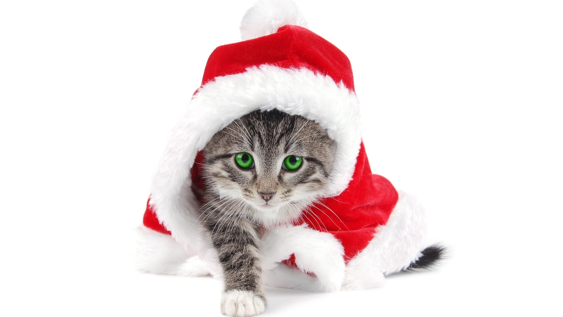 1920x1080 funny christmas cat images wallpaper