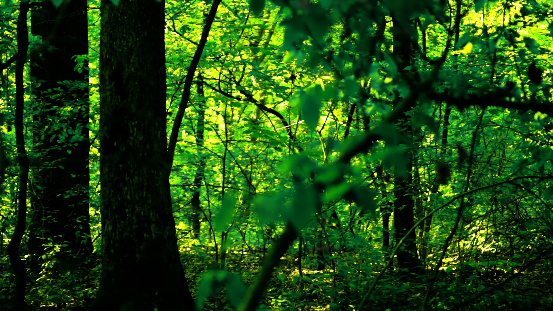 1920x1080 Woods forest, trees background, green nature landscape, wilderness, august,  pan