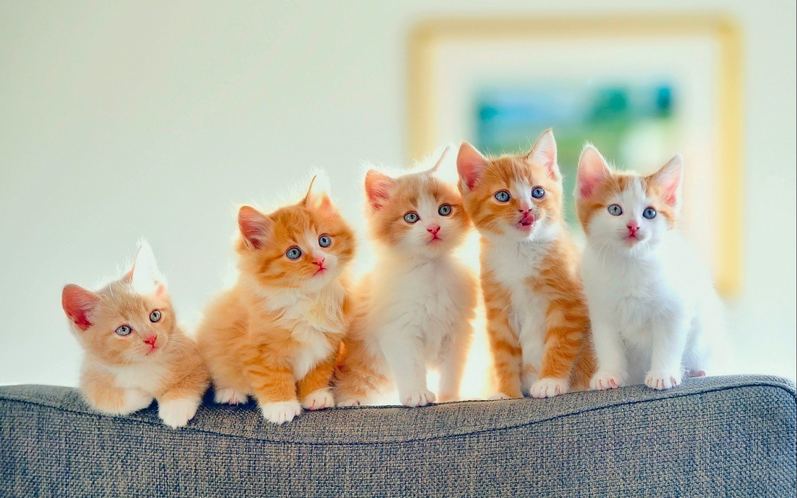 2560x1600 Kittens kitten cat cats baby cute s wallpaper