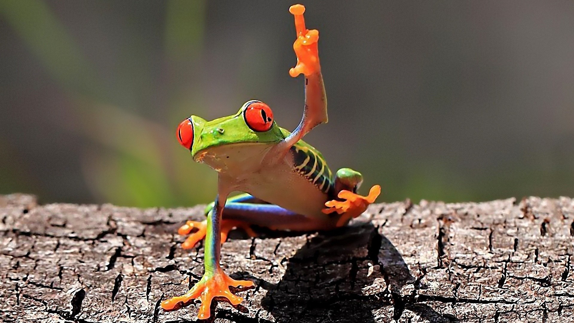 1920x1080 animals-frogs-red-eyed-tree-frog-amphibians-HD-Wallpapers