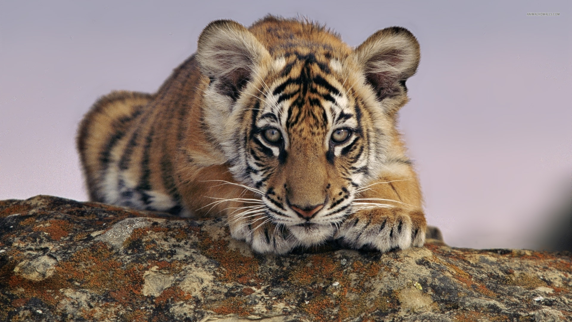 white tiger cubs wallpapers