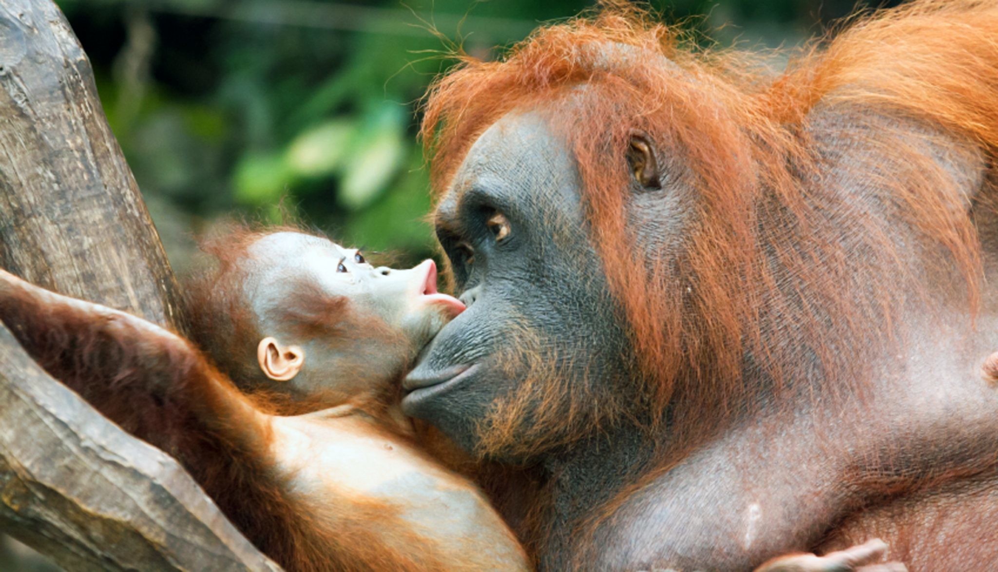 2048x1175 Baby orangutans in the wild - photo#10