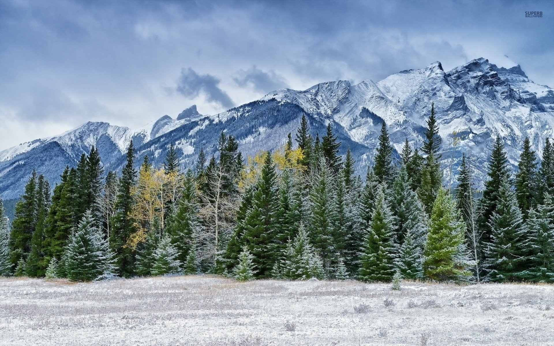 1920x1200 Snowy Pine Forest By The Rocky Mountains