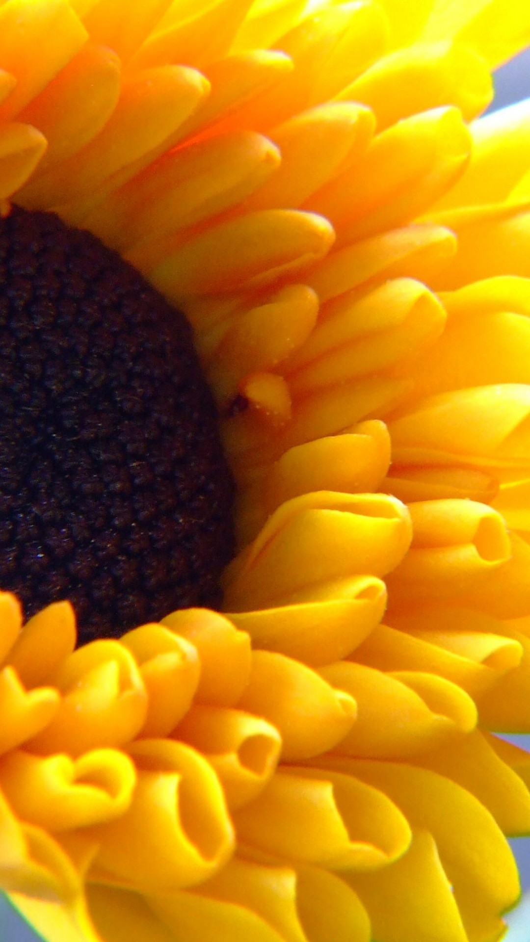1080x1920 Sunflower HD wallpapers –. summer-flower-wallpapers_