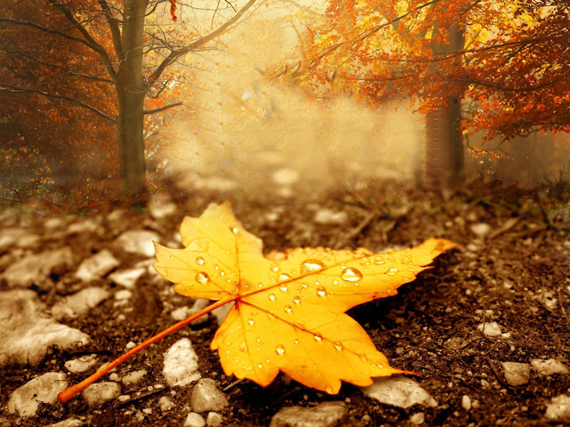 2400x1800 Download V.16 - Season Autumn, Wall.Web;