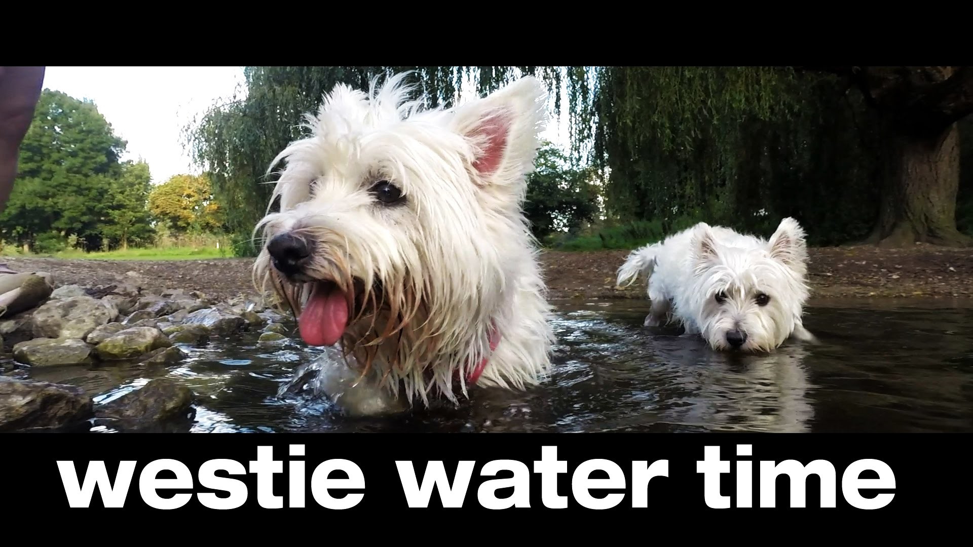 1920x1080 Westie Water Time : Dogs GoPro View #1 , Kent UK