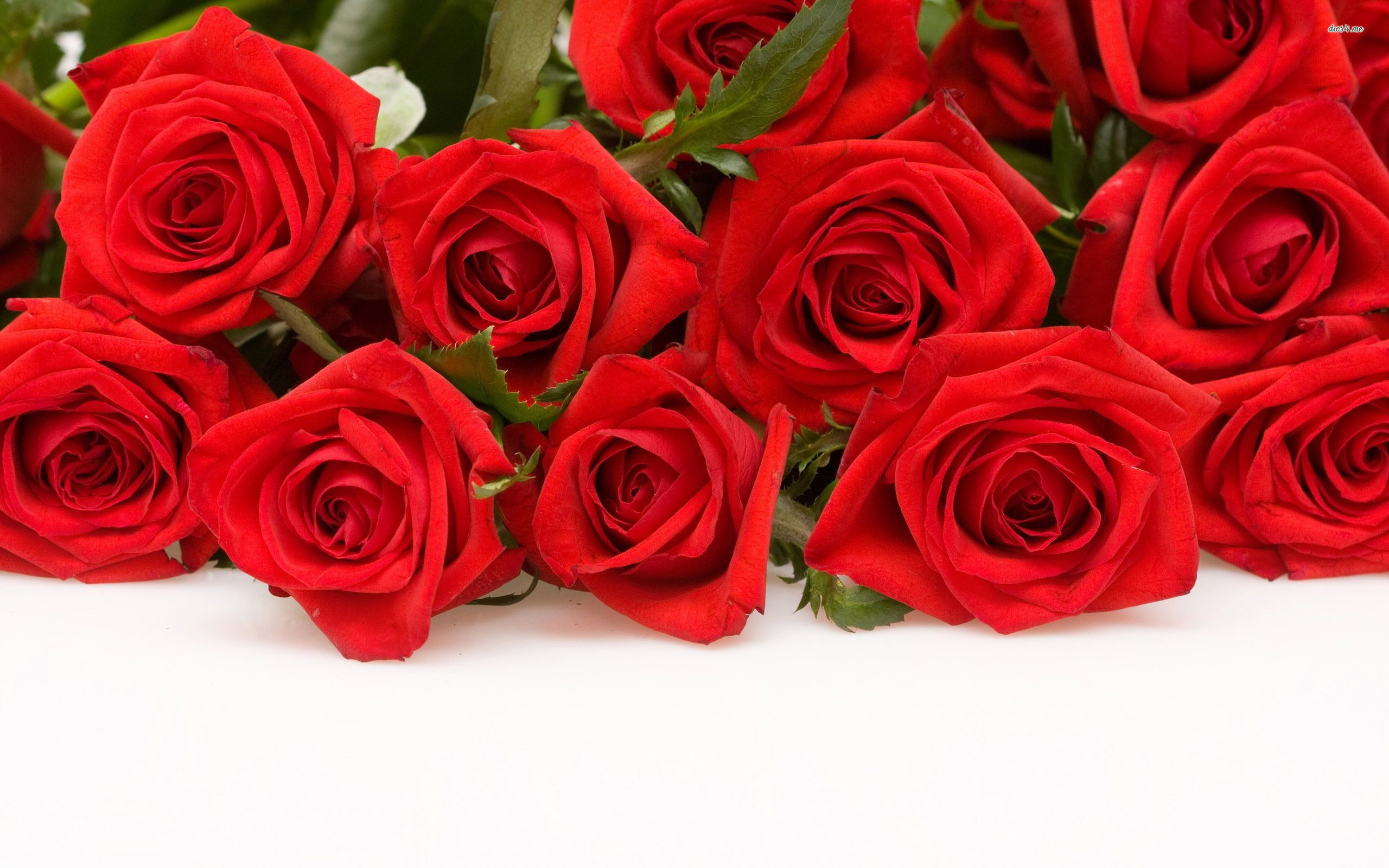 2560x1600 Beautiful Red Rose Flowers Wallpapers Wallpapers | Img Need
