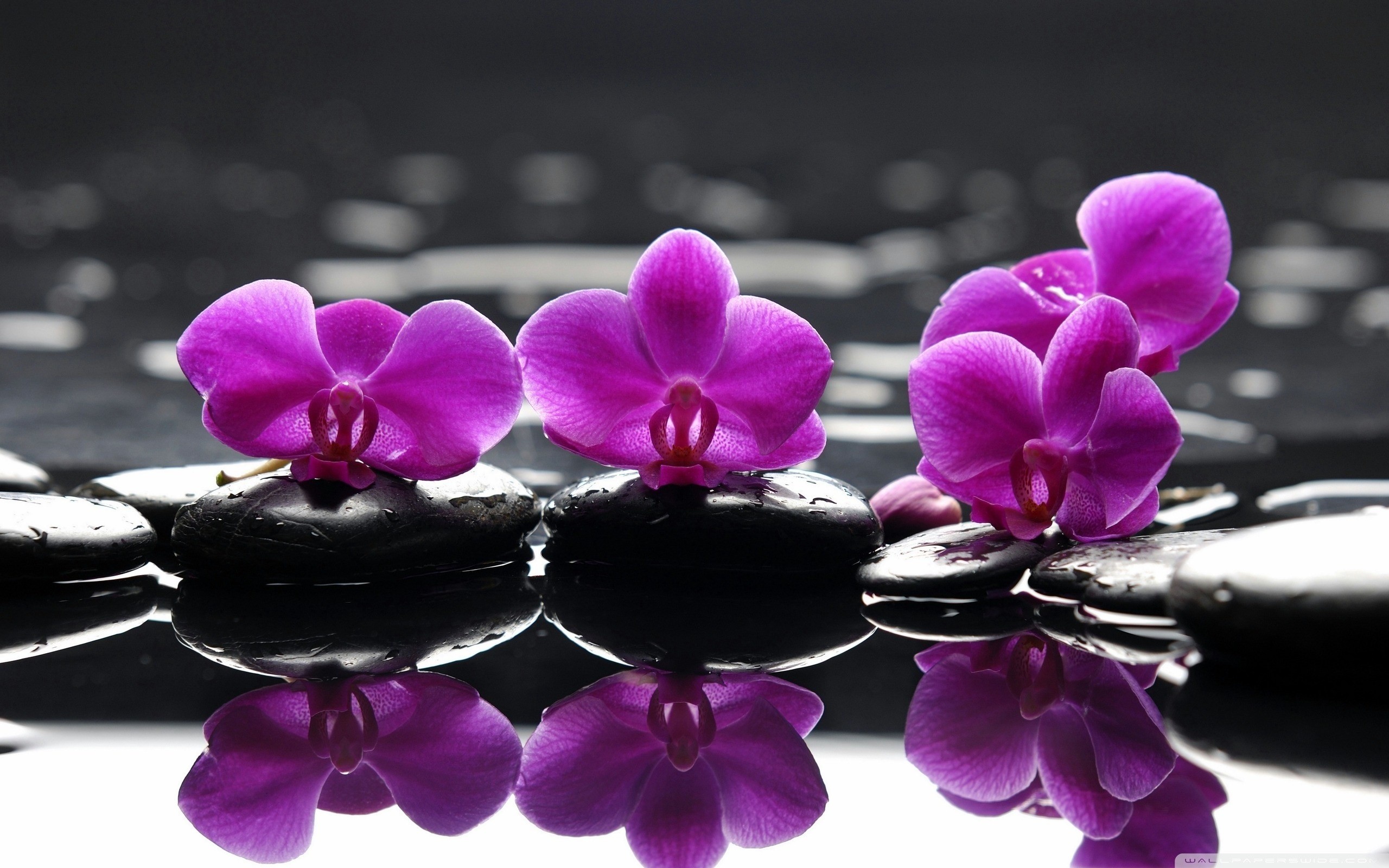 2560x1600 black white and purple pictures - orchid black and white wallpaper 1