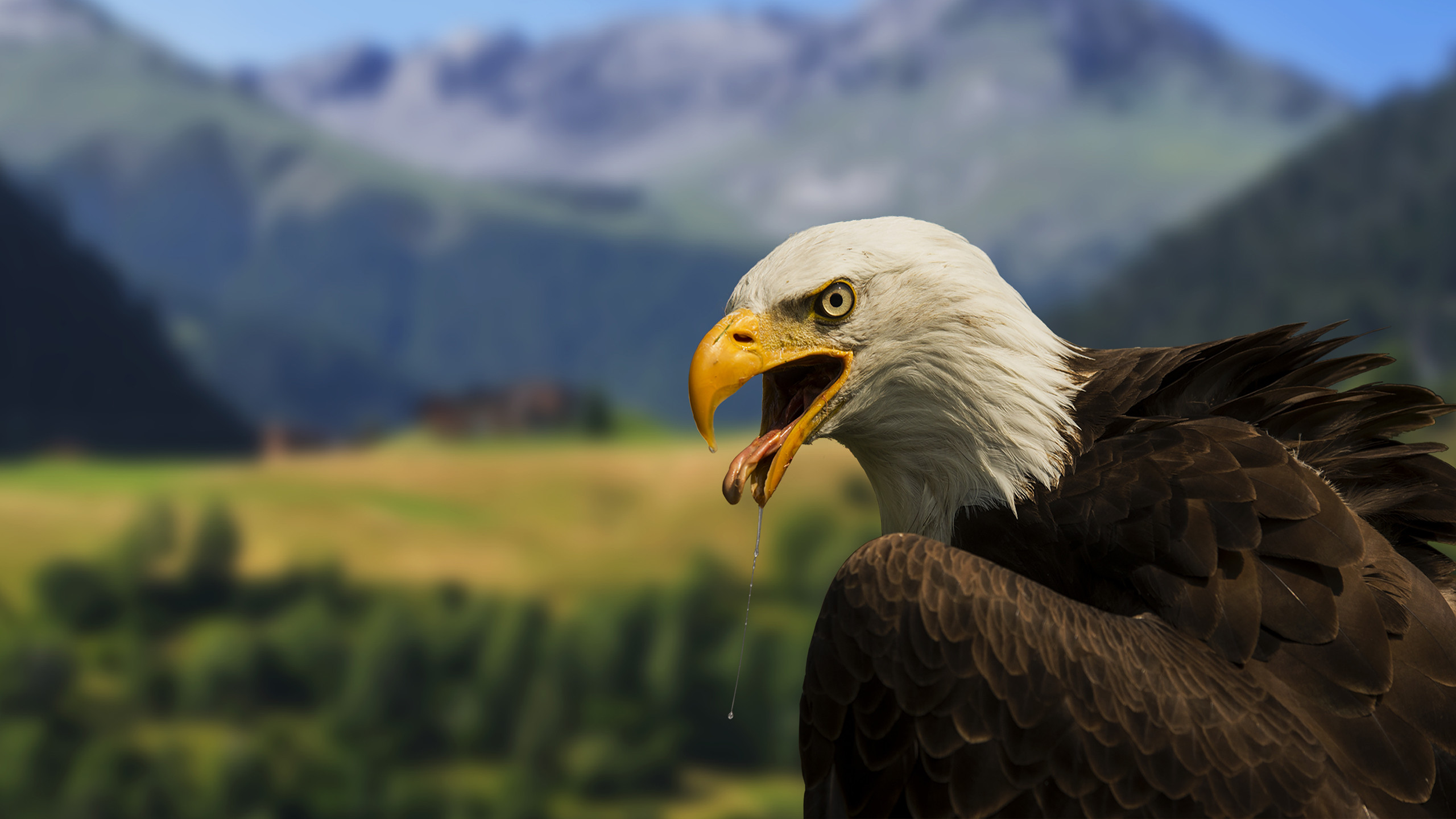 2560x1440 Posted by gags at 4:12 am Tagged with: Bald Eagles, Patriotism, Symbols,  The United States Of America, Wallpaper Of The Day