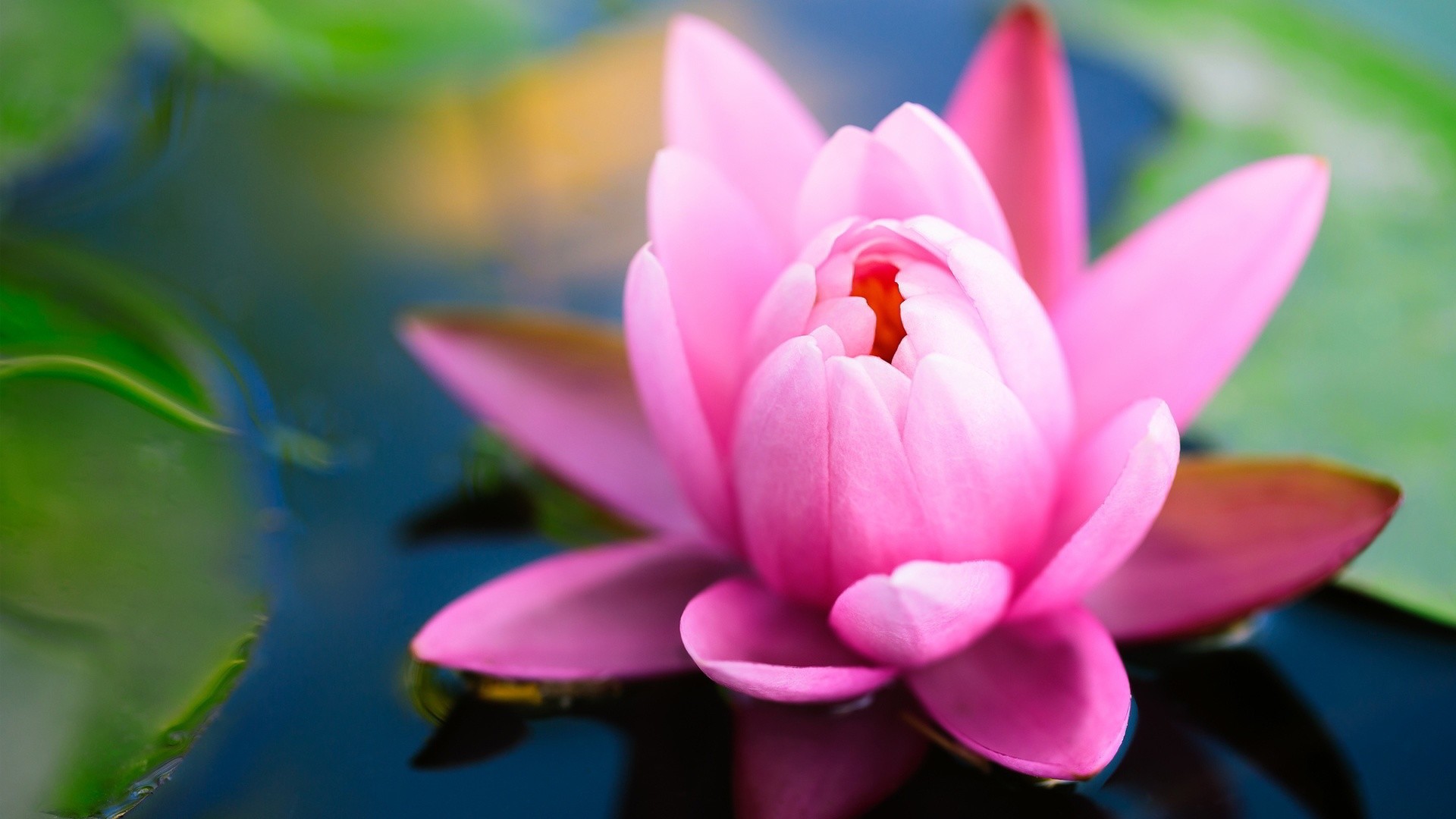 1920x1080 Lotus-Flower-High-Quality-Wallpapers