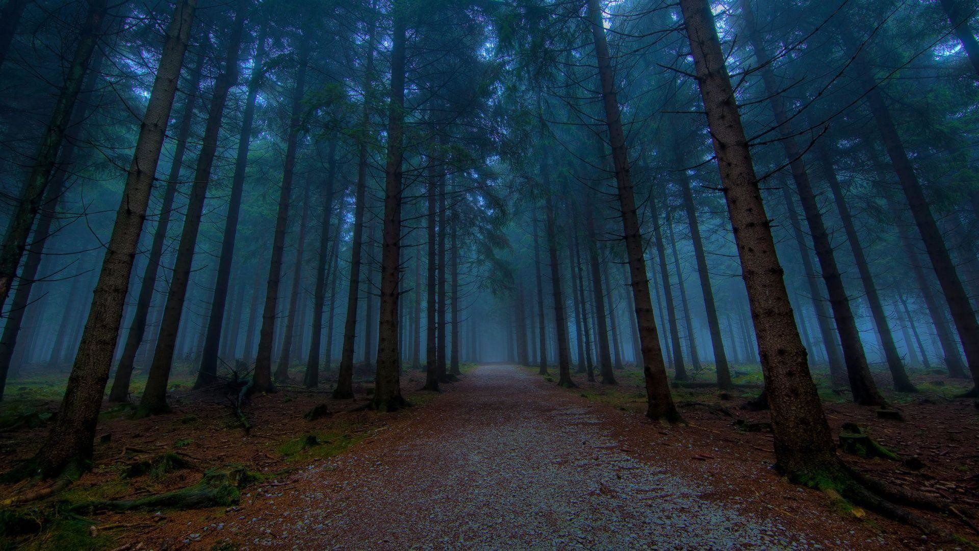 1920x1080 Dark Forest 23 HD Images Wallpapers | HD Image Wallpaper