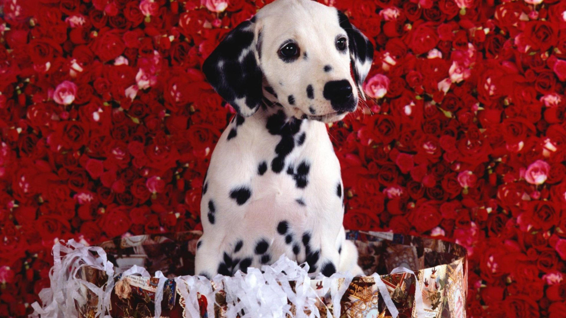 1920x1080 Cute Dalmatian puppy HD Wallpaper 