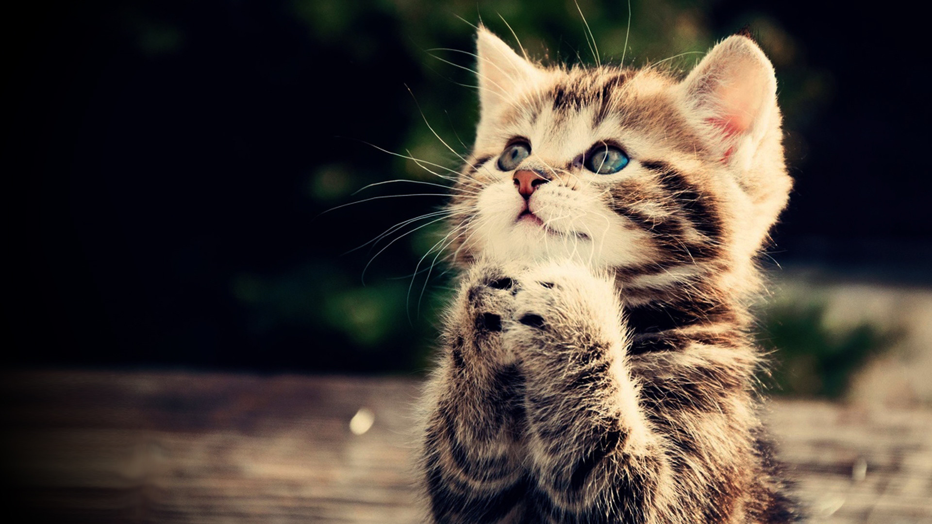 1920x1080 Praying kitten Full HD wallpaper, cute animal picture, 1080p, download