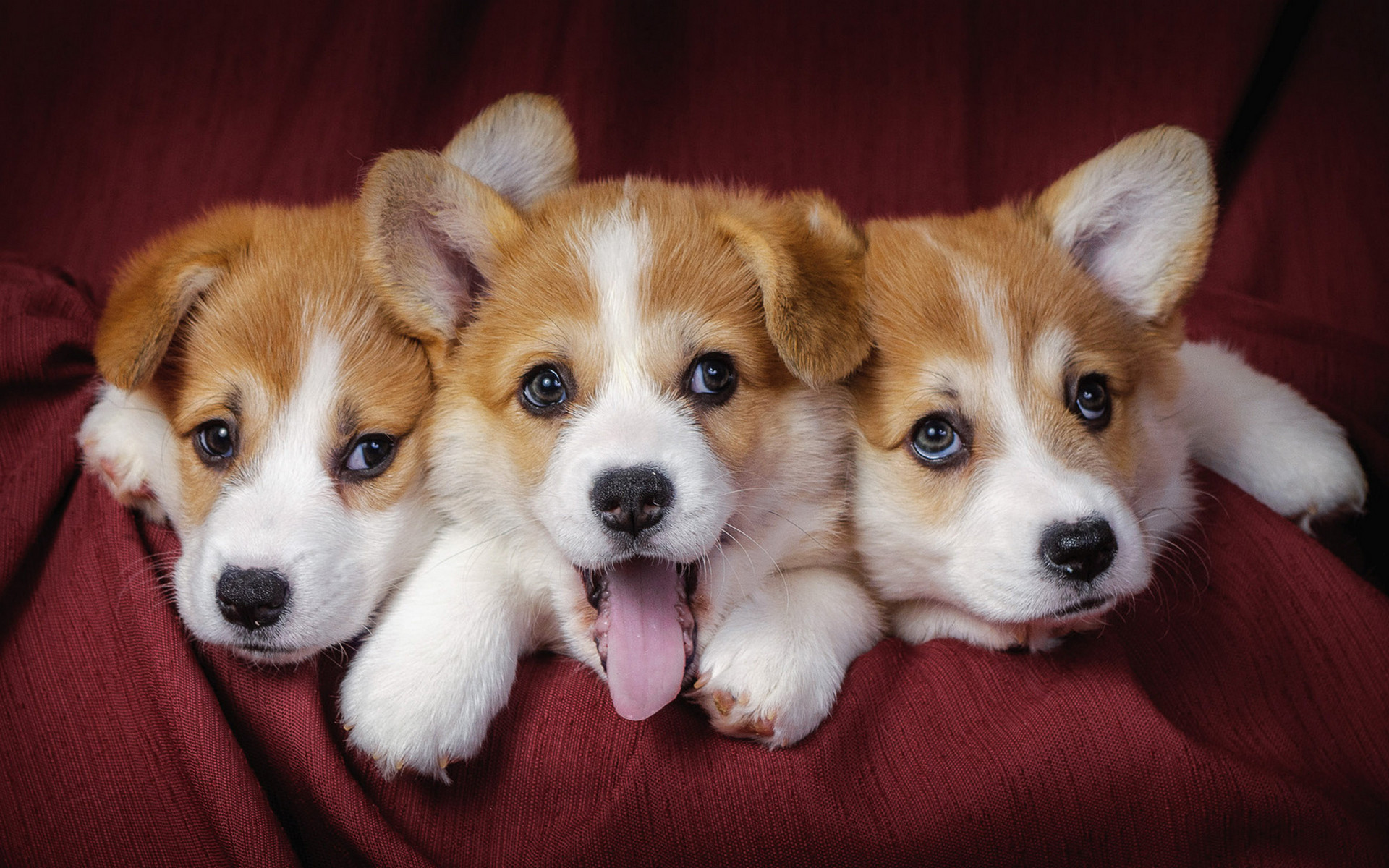 Premium Photo | Adorable tiny maltipoo puppy dog