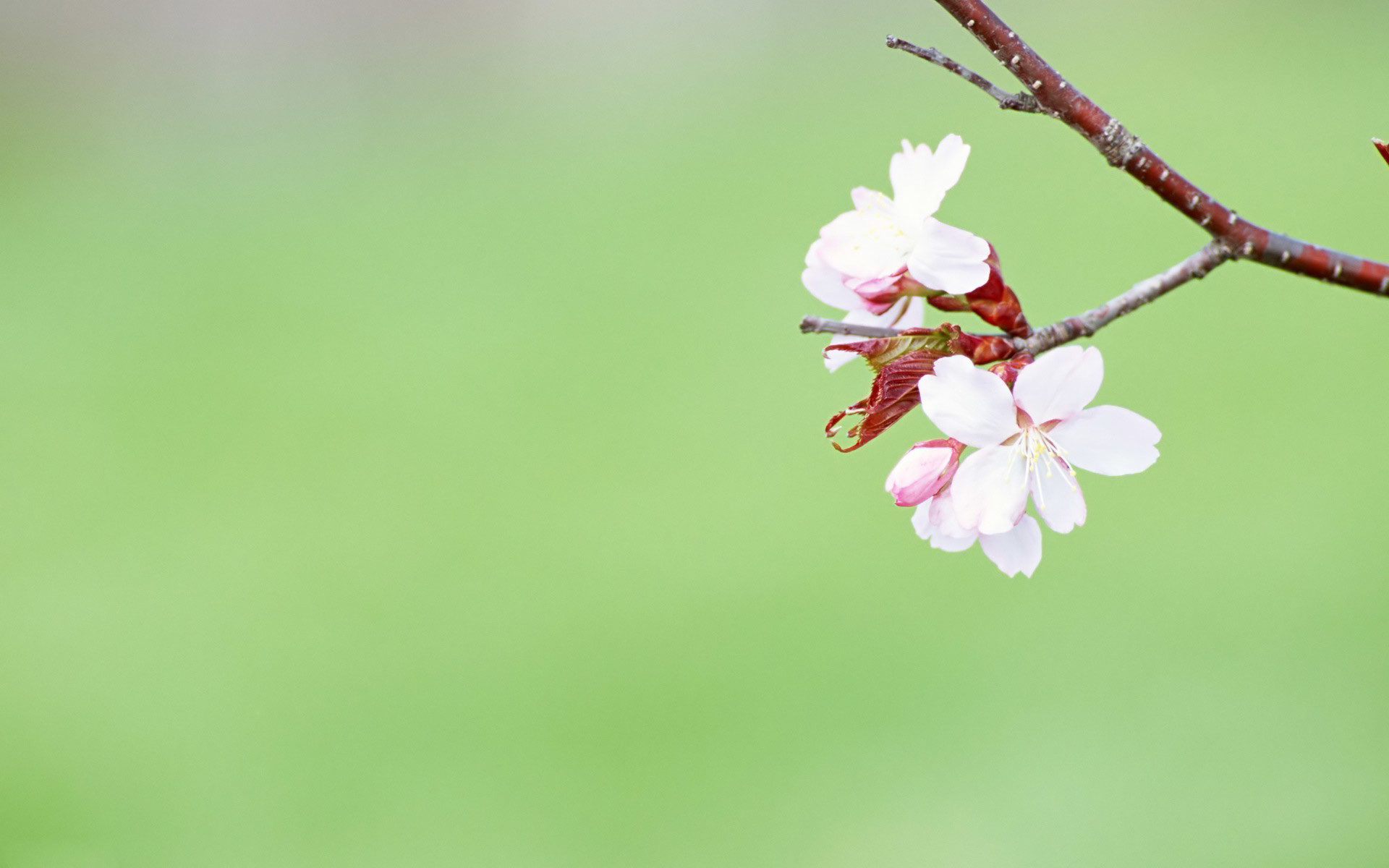 1920x1200 Spring background free download | Groovy Wallpapers