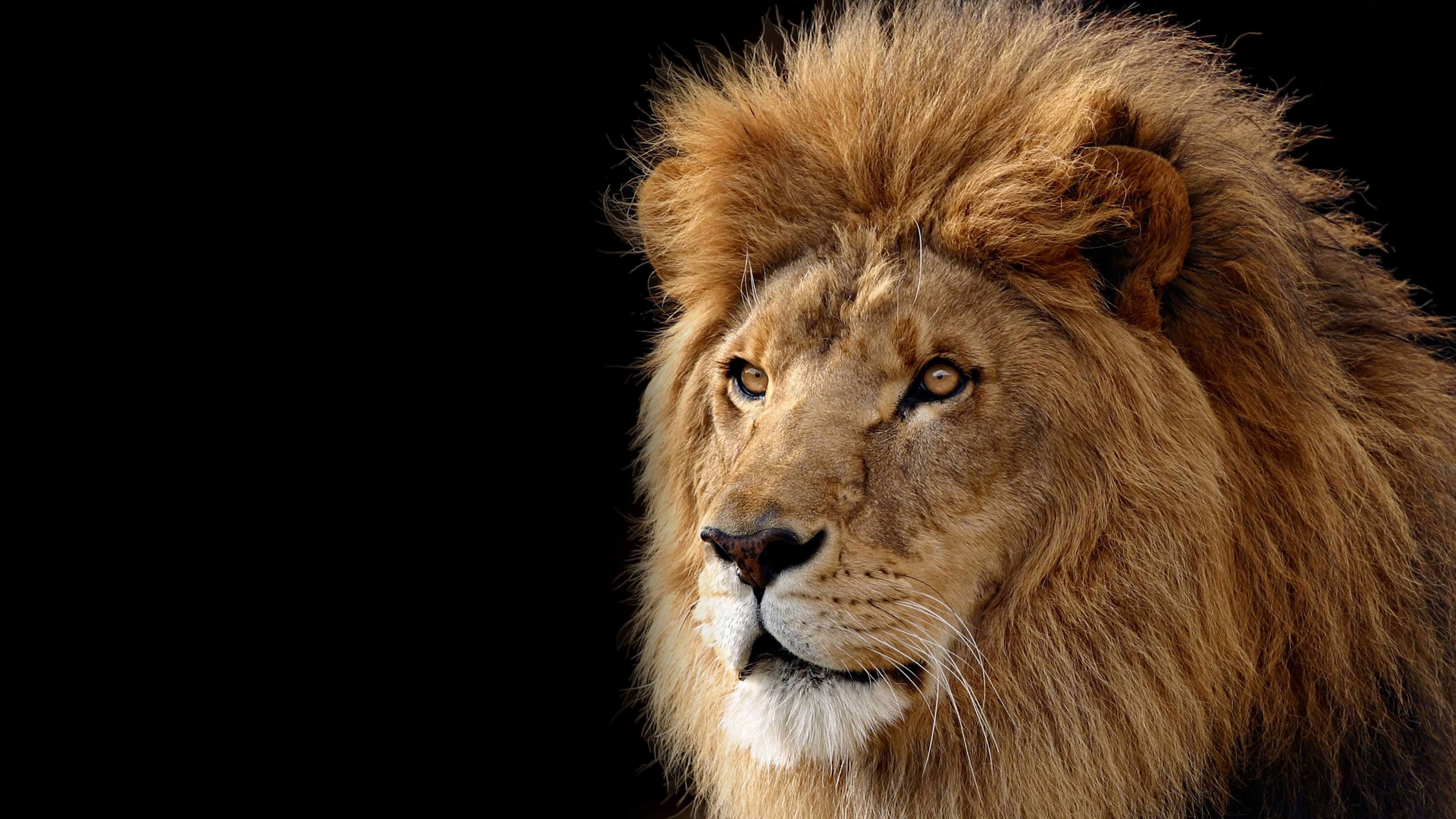 3641x2048 lion hd wallpapers download | HD Wallpapers | Pinterest | Lion wallpaper,  Lions and Wallpaper