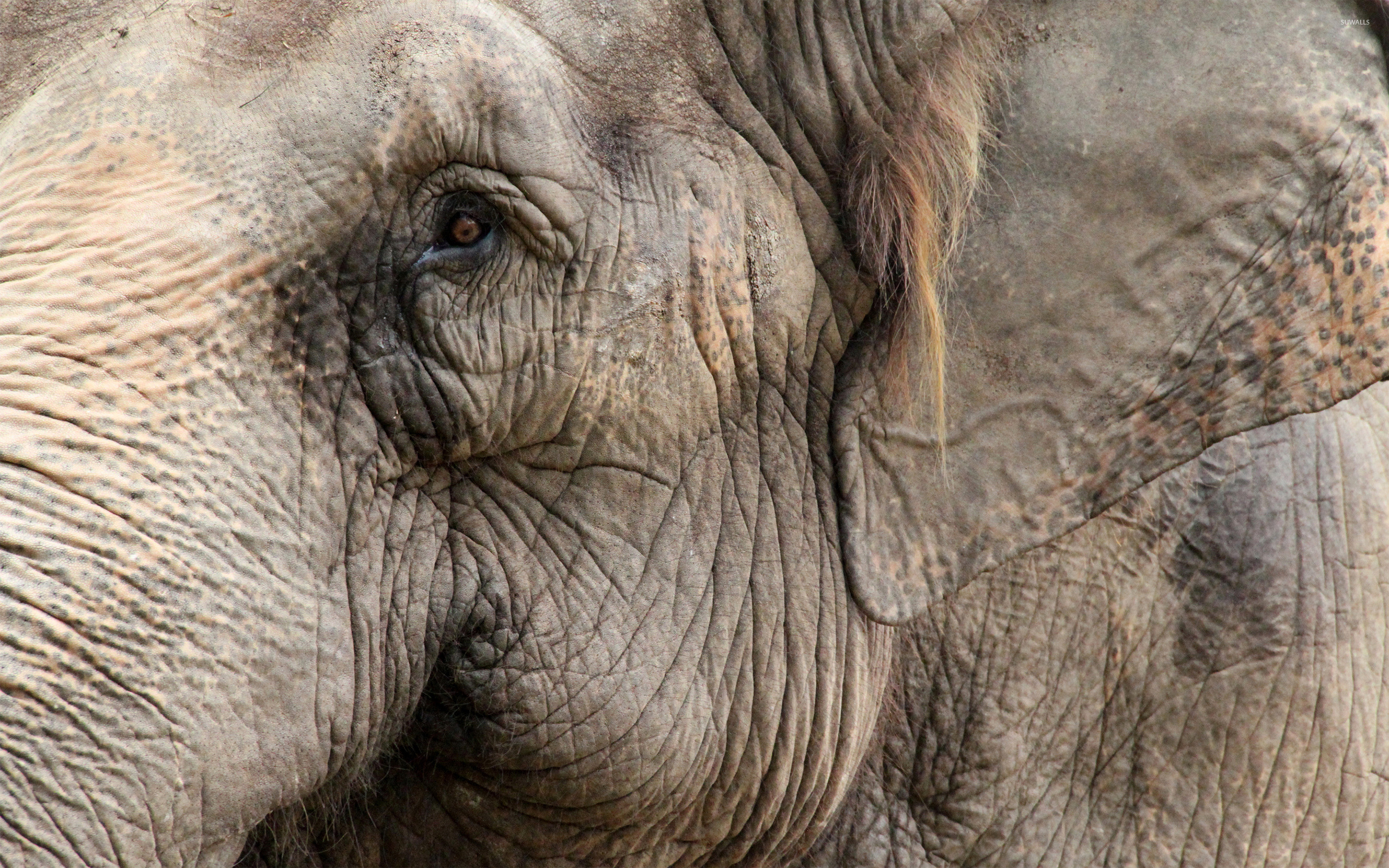 2880x1800 Elephant | ecowallpapers Wallpaper Elephant, Face, Eyes HD, Picture, ...