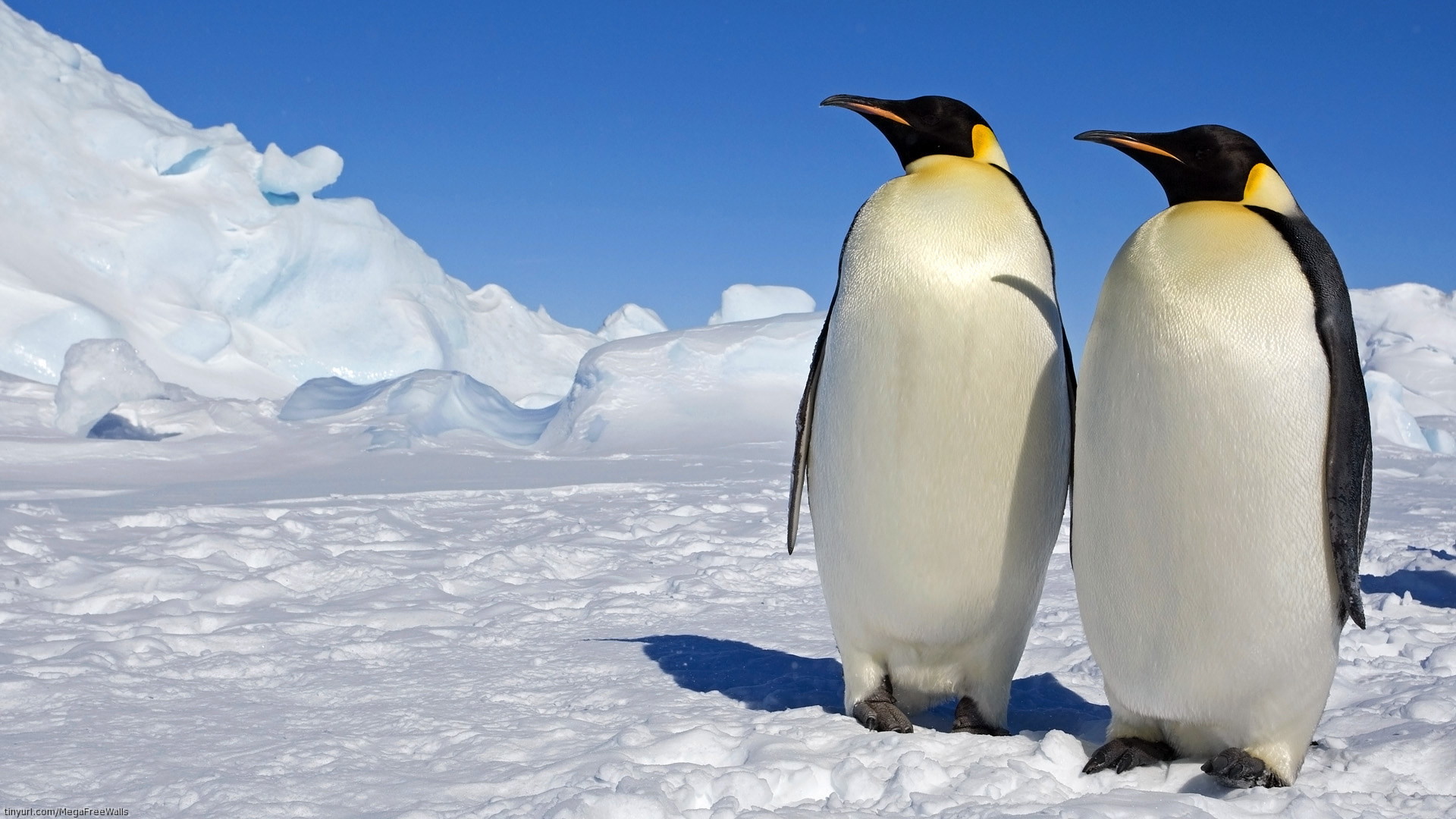 1920x1080 March Of The Penguins HD Wallpaper | Hintergrund |  | ID:278069 -  Wallpaper Abyss