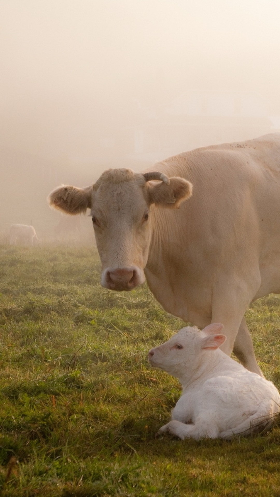 1080x1920  Wallpaper cow, calf, grass, care, animals