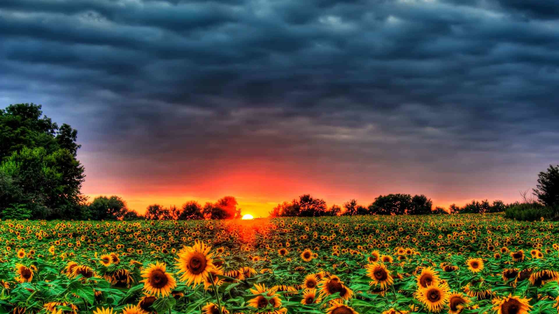 1920x1080 Field of Sunflowers by DesktopNexus