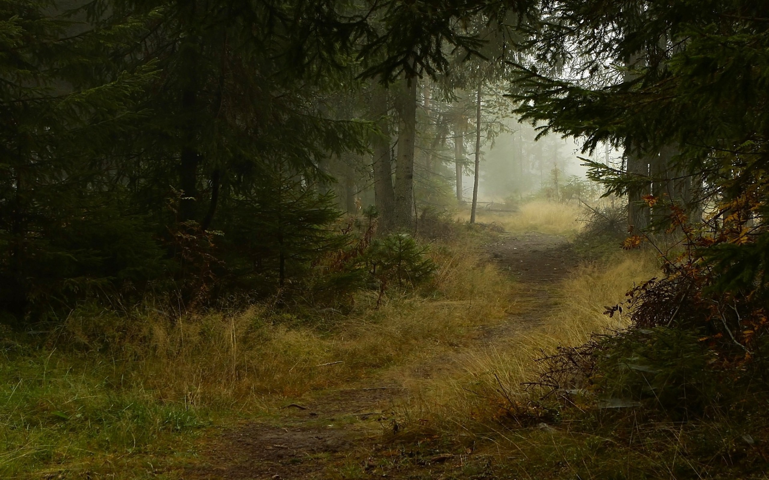 2560x1600 Deep Forest Path wallpapers and stock photos