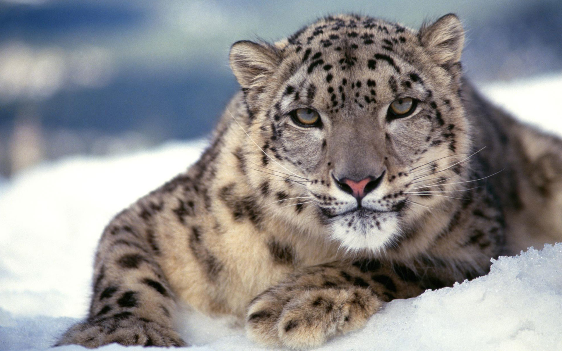 1920x1200 Scary Snow Leopard