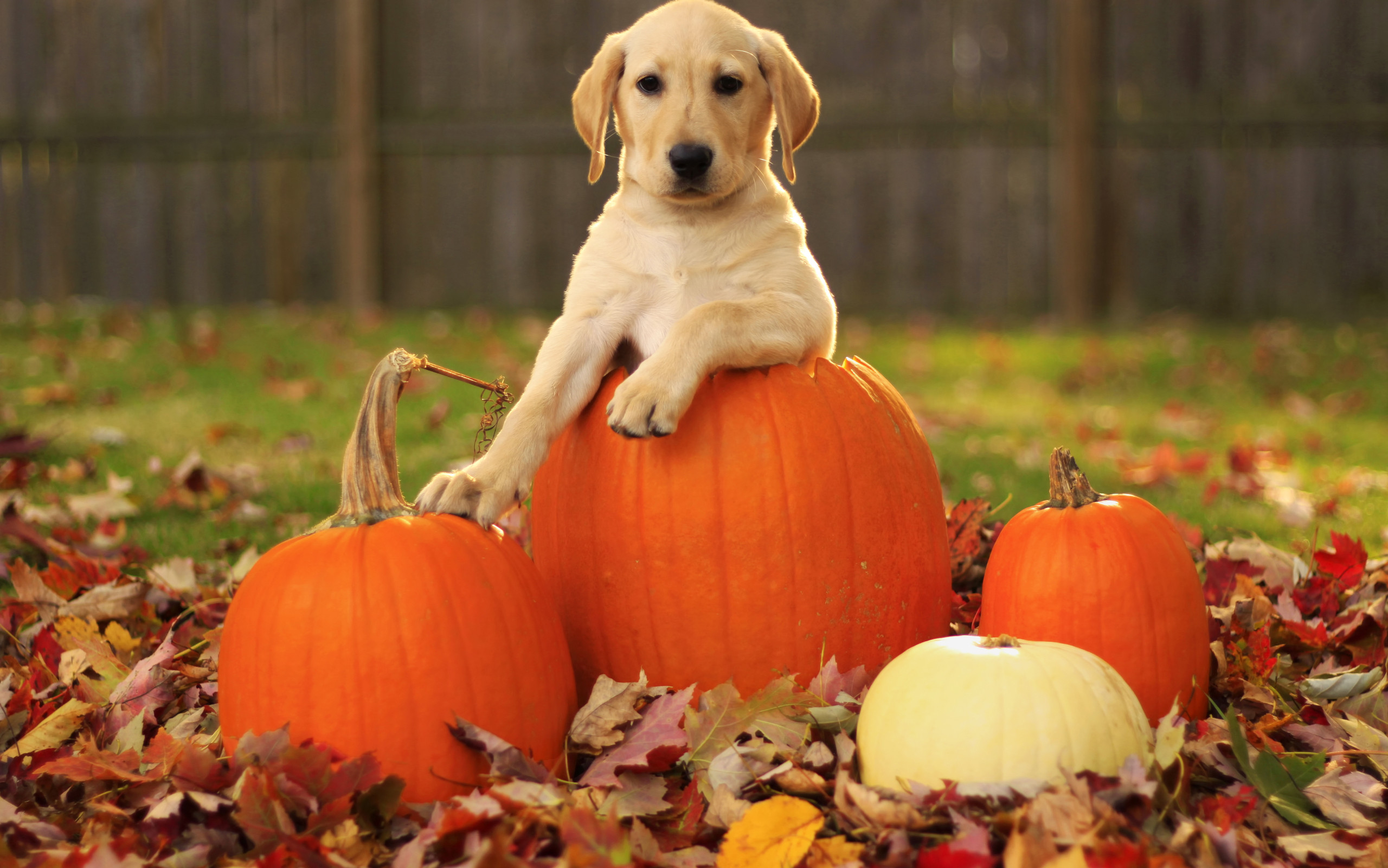 2560x1600 Cute Puppy With Halloween Pumpkin Autumn Wallpaper Wallpaper