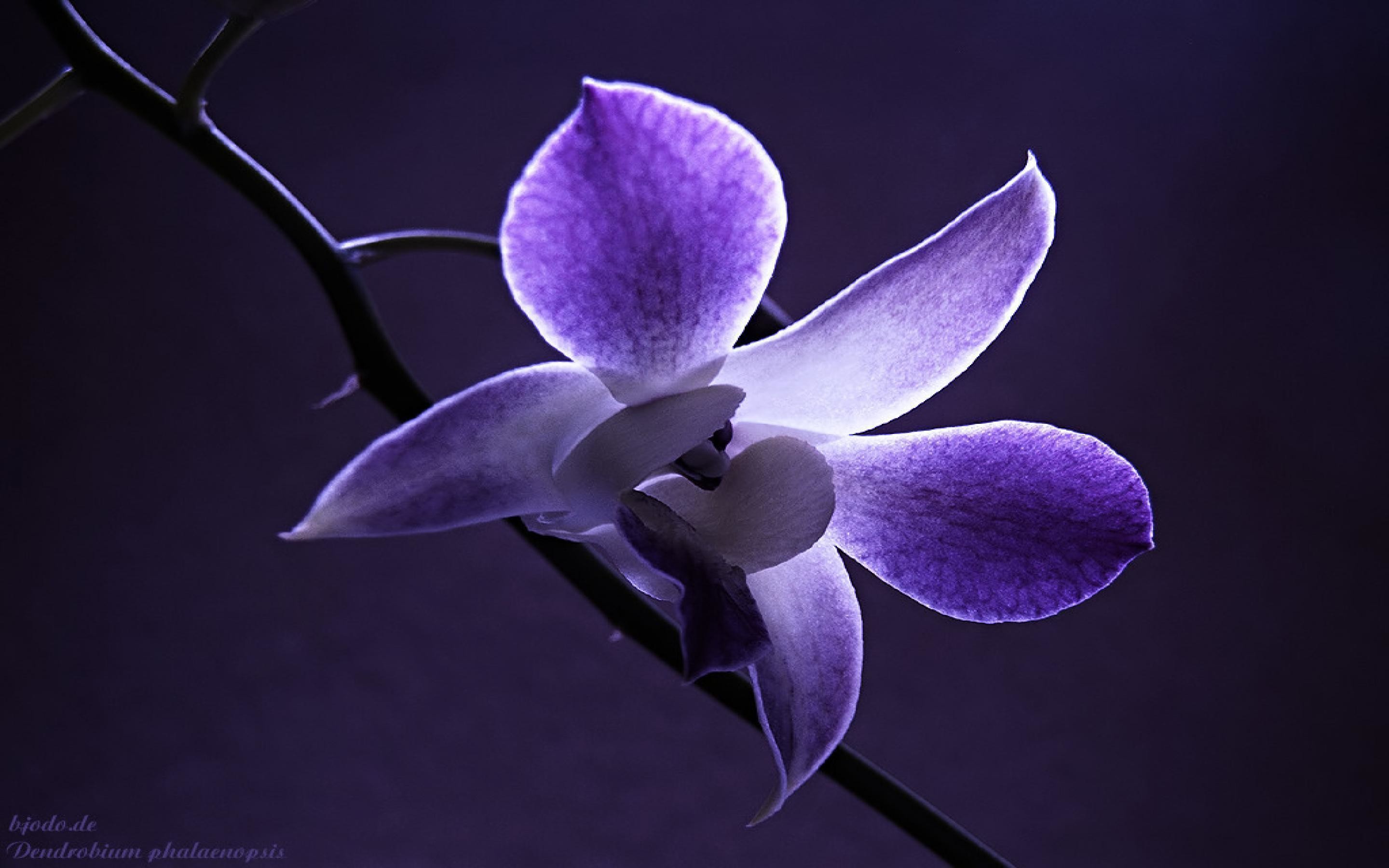 2880x1800 Flowers For > Orchid Flower Wallpaper