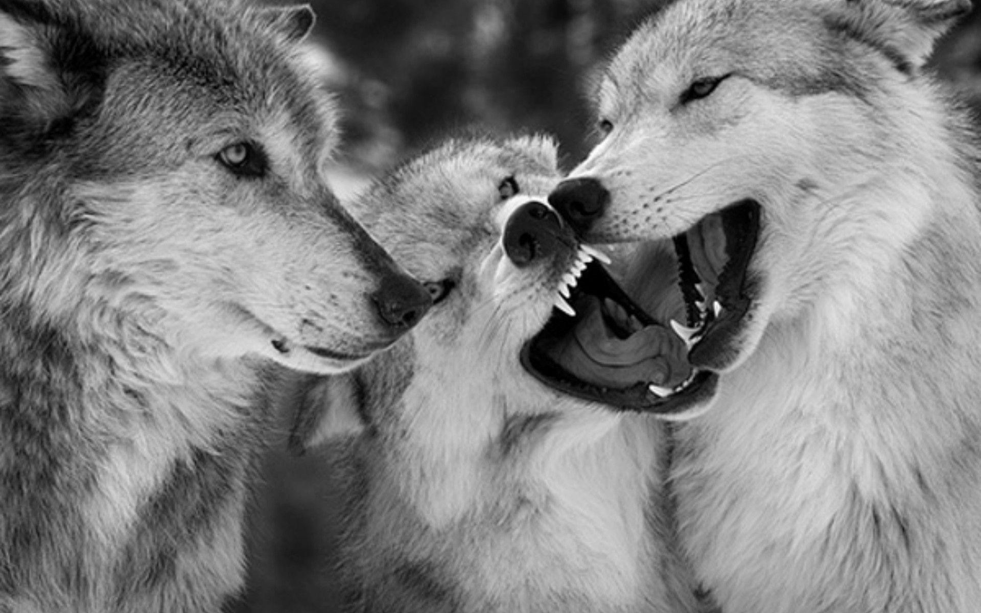1920x1200 745 Wolf Wallpapers | Wolf Backgrounds Page 13