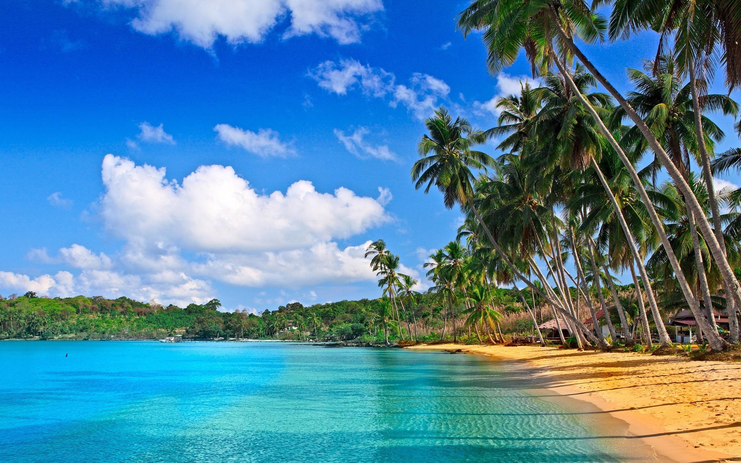 2560x1600 Tropical Colors HD Wallpapers - HD Wallpapers Inn