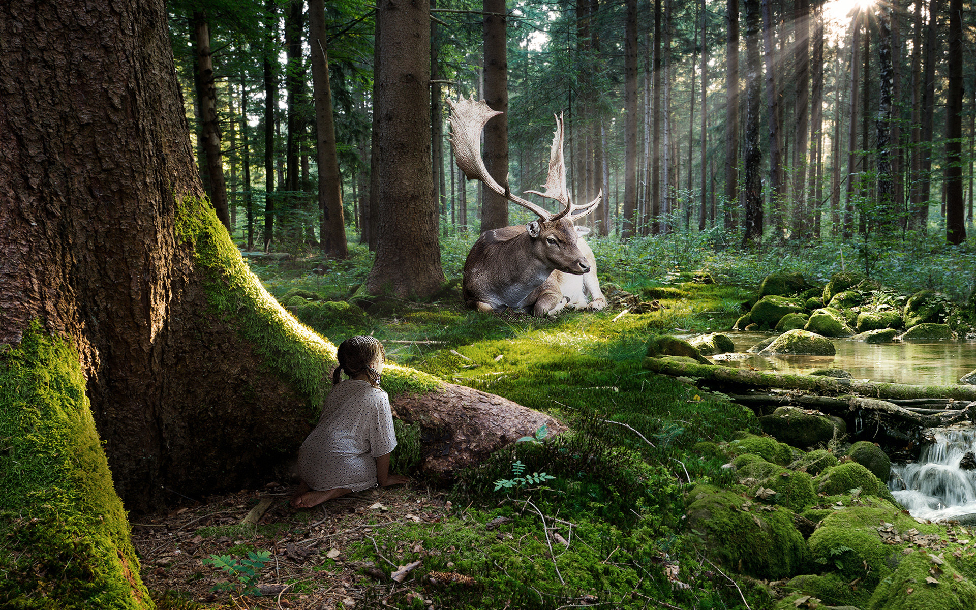 1920x1200 Forest HD | HD Fairytale Forest Desktop Wallpapers
