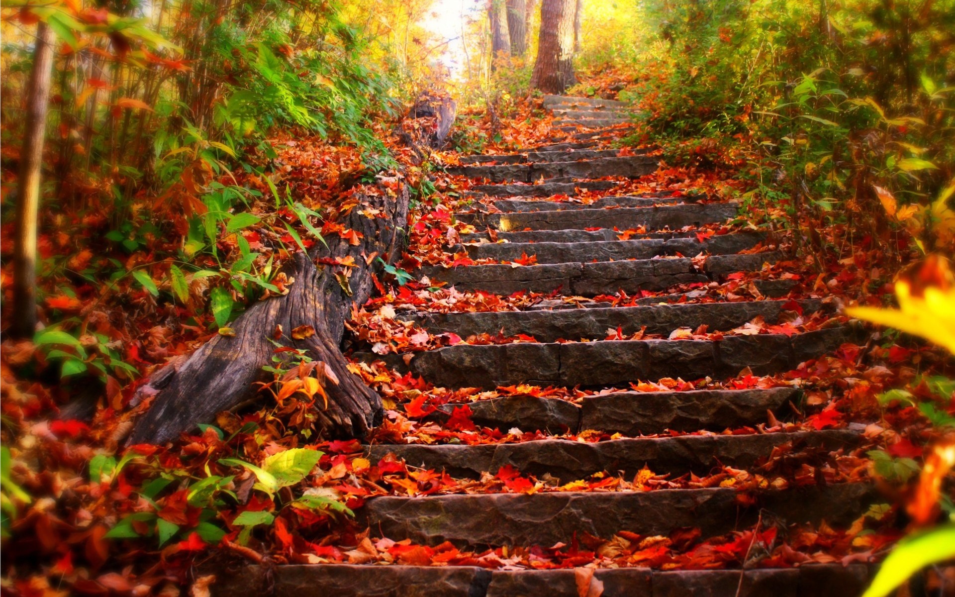 1920x1200 Fall Wallpaper Autumn Landscape Steps Scenery Desktop ~
