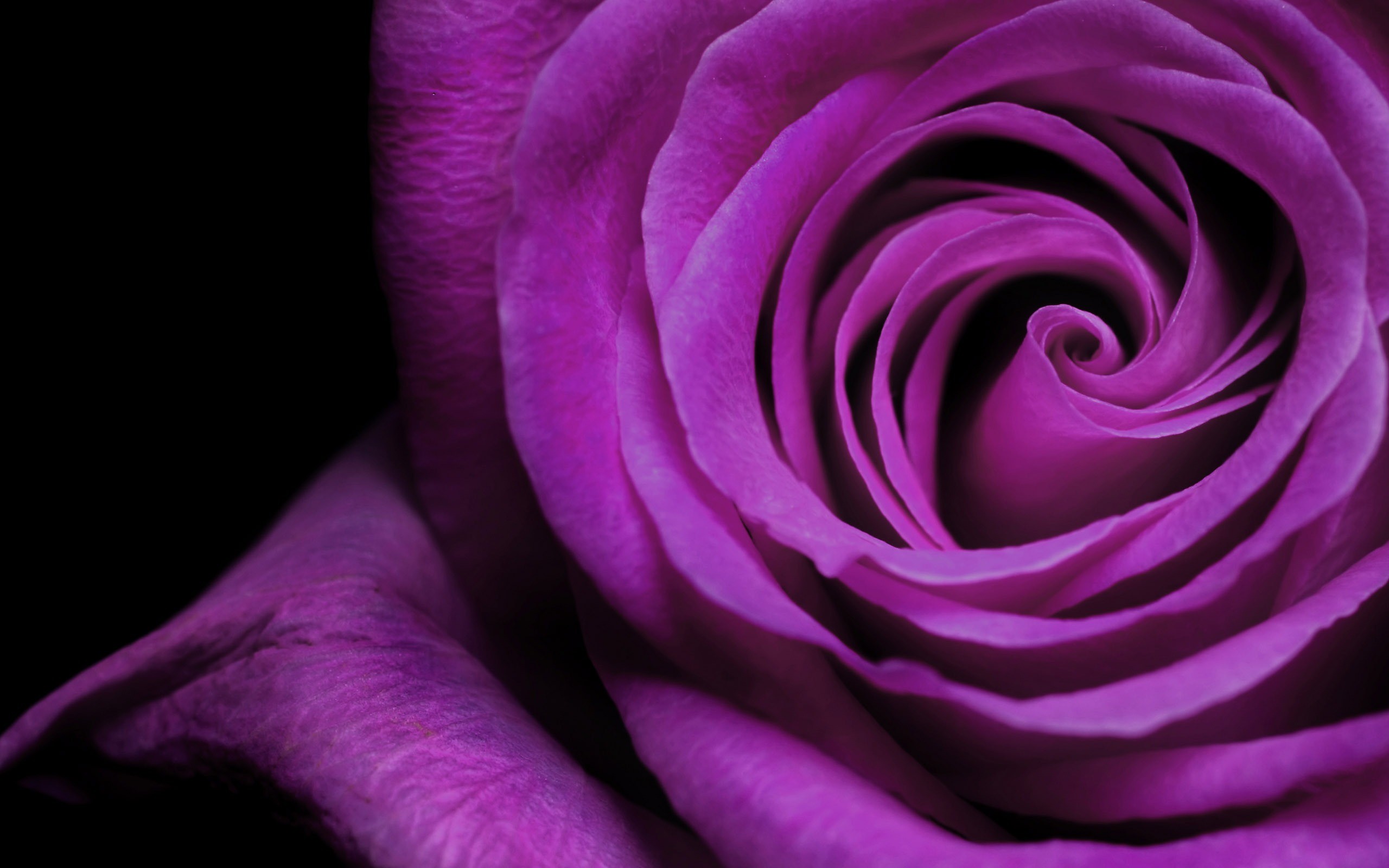 2560x1600 Purple Wallpaper Free: Purple Rose Wallpaper