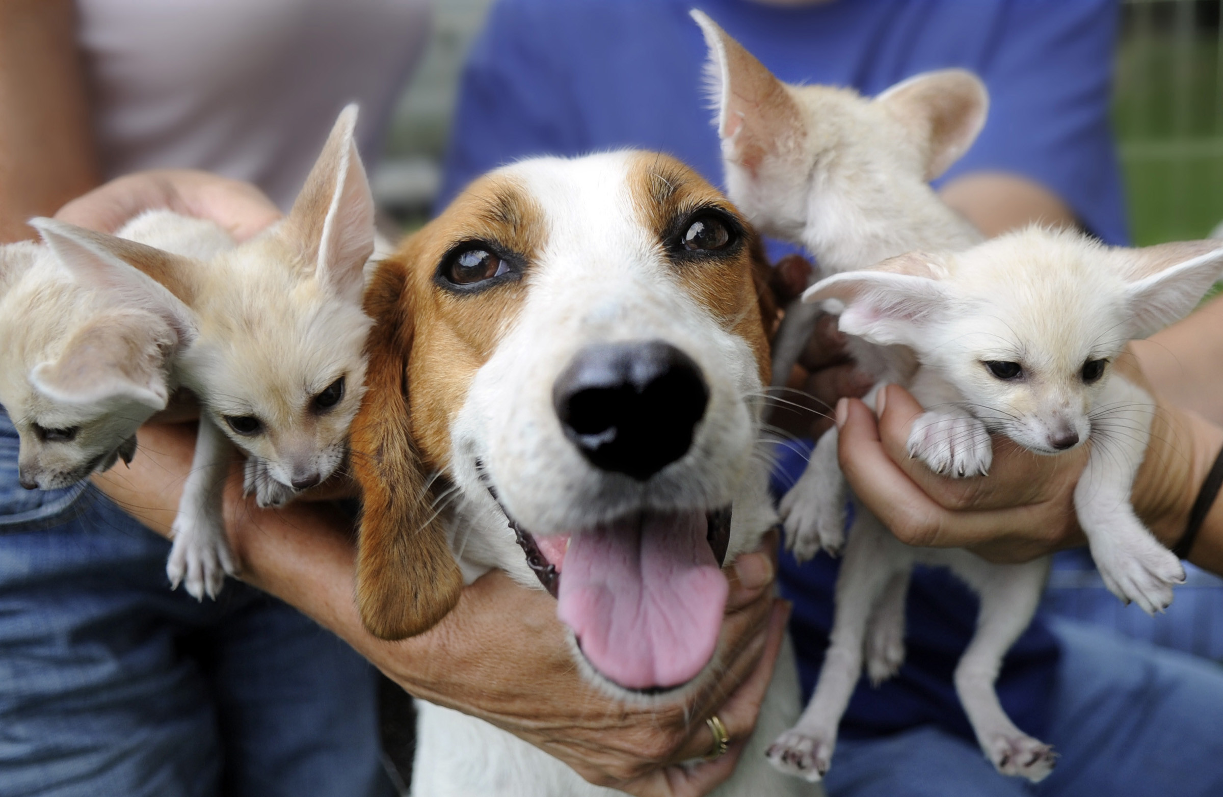 2400x1564 American Foxhound with puppies photo