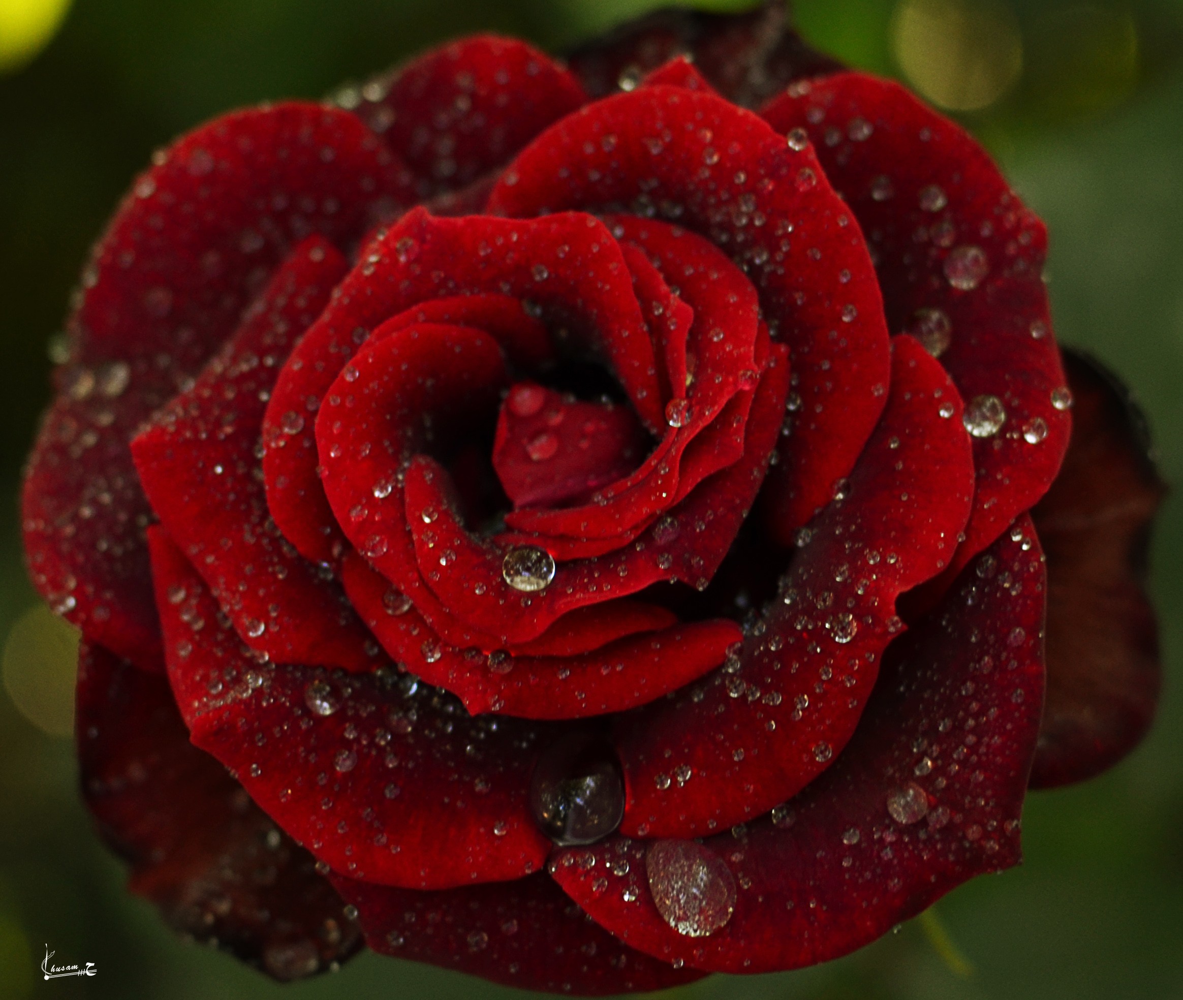 2328x1968 Earth - Rose Earth Water Drop Close-Up Red Rose Red Flower Wallpaper
