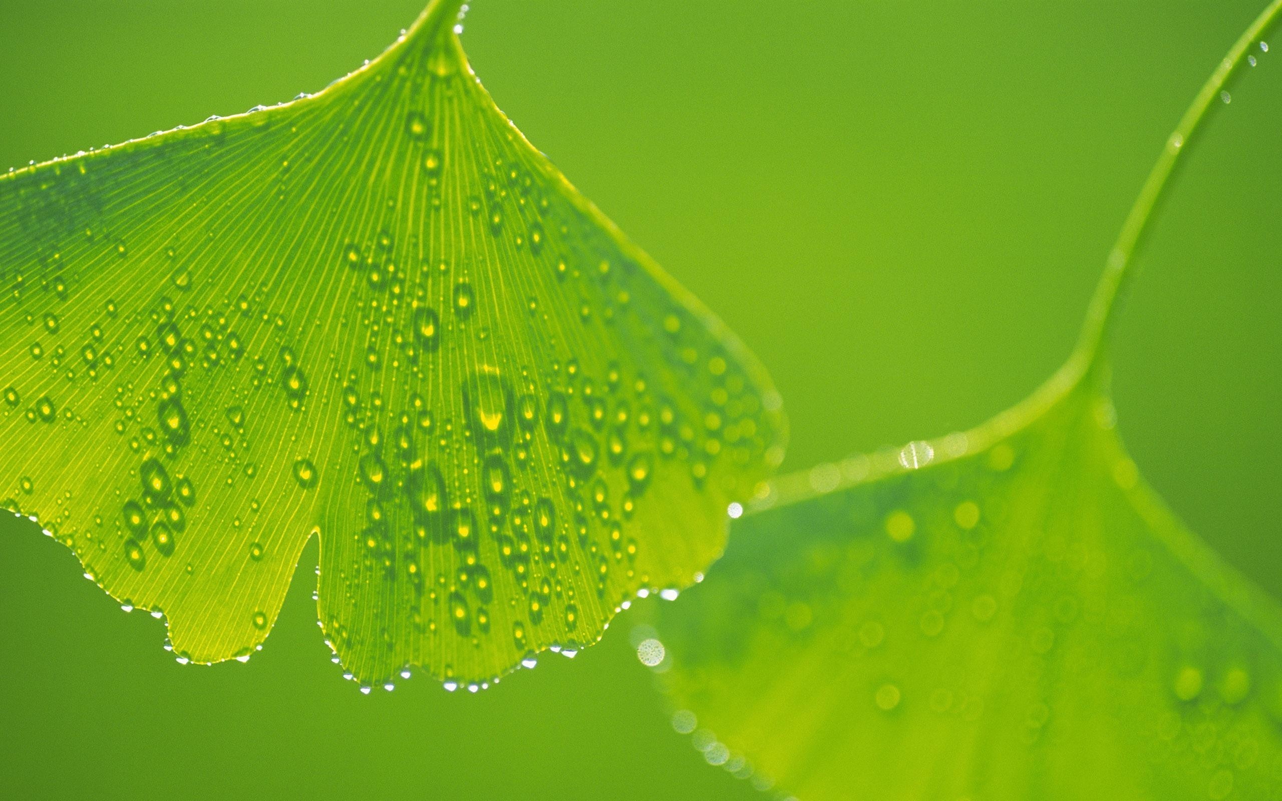 2560x1600 Beautiful Water Drops On Leaf | HD Wallpapers