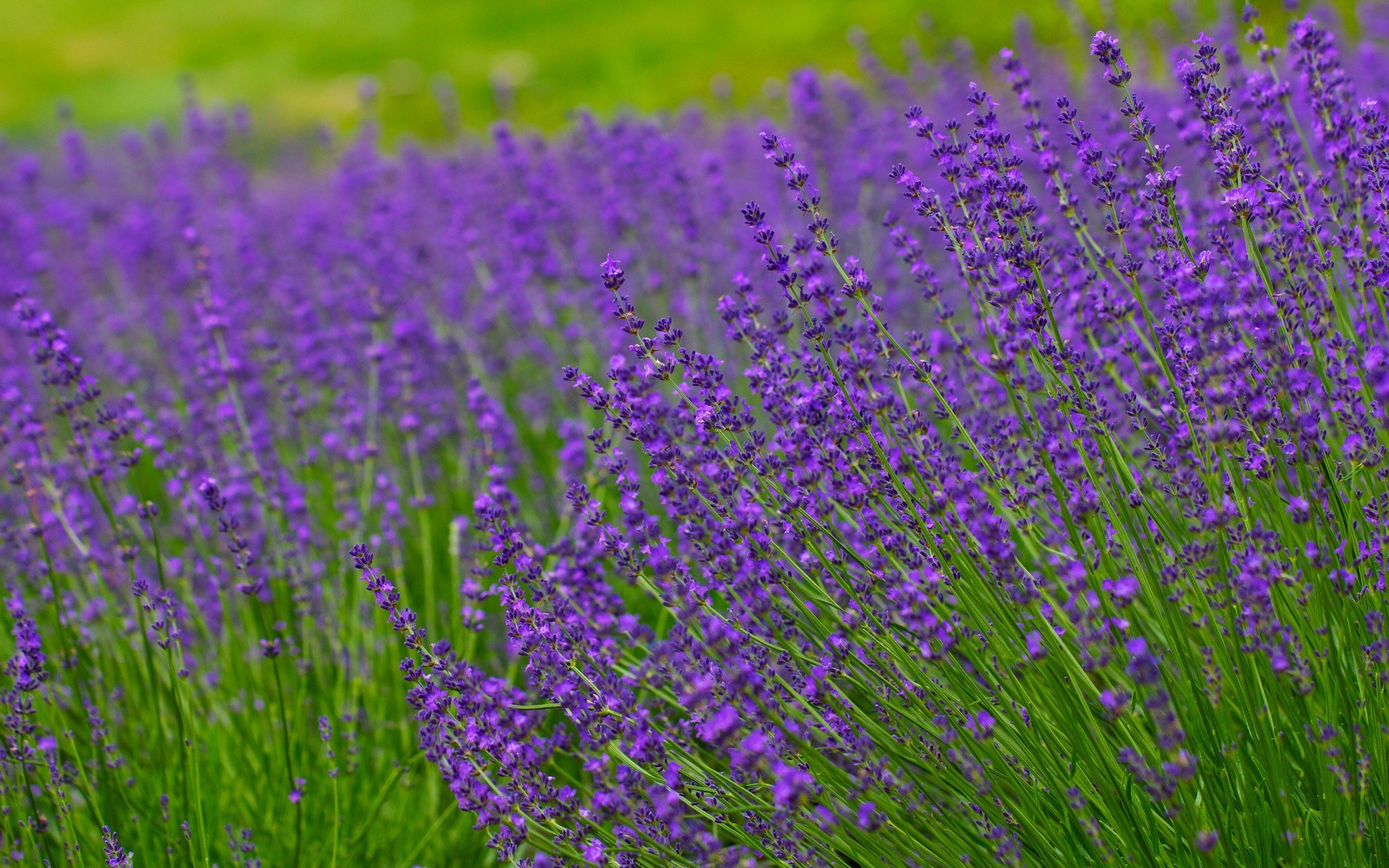 1920x1200 Lavender field hd wallpaper background HD Wallpapers