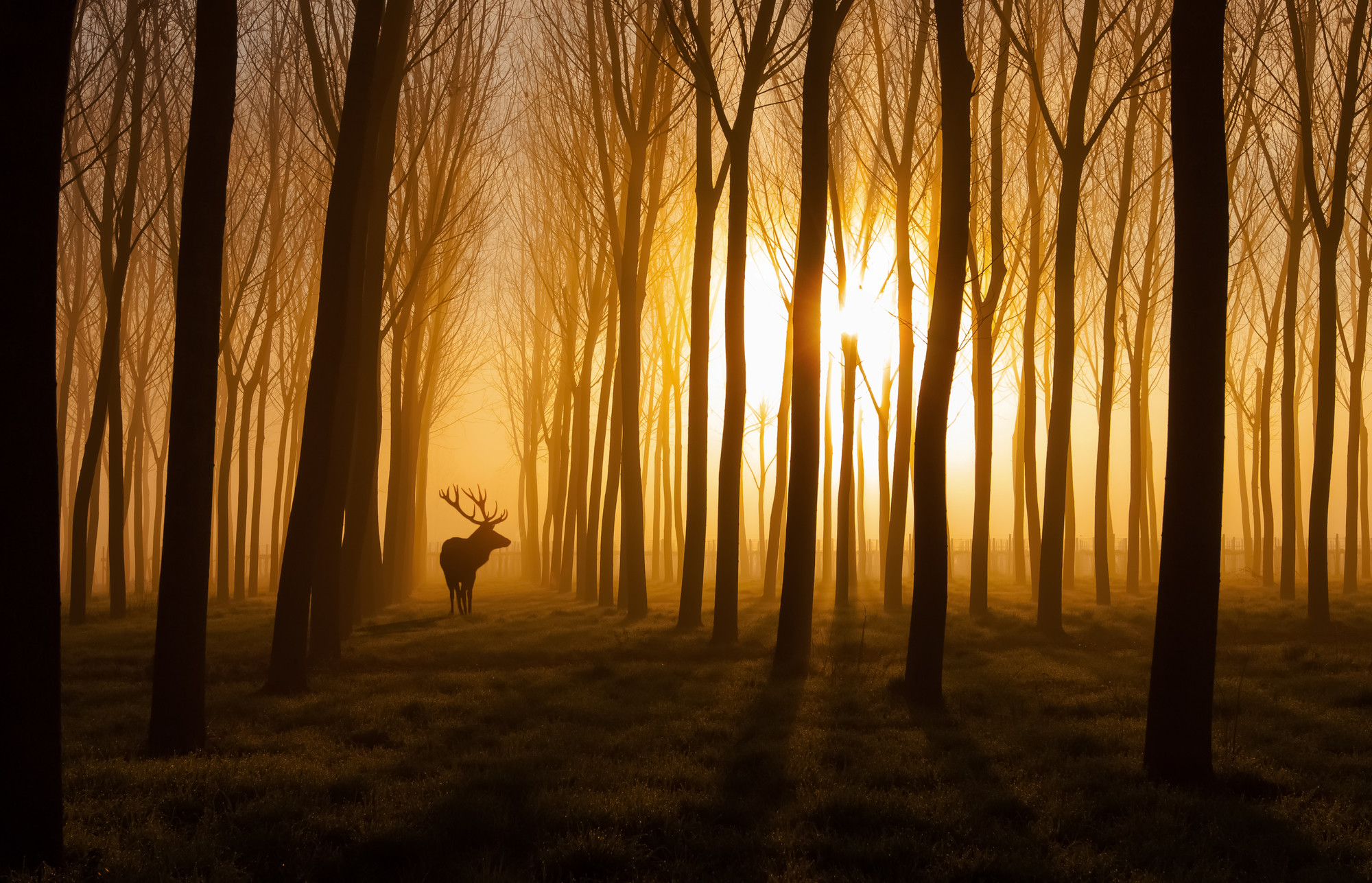 2000x1287 Forest Stag Mural Wallpaper