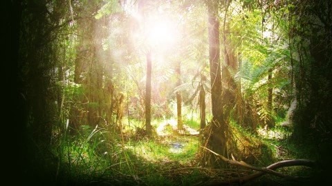 1920x1080 sunny, forest, wallpaper, free, widescreen
