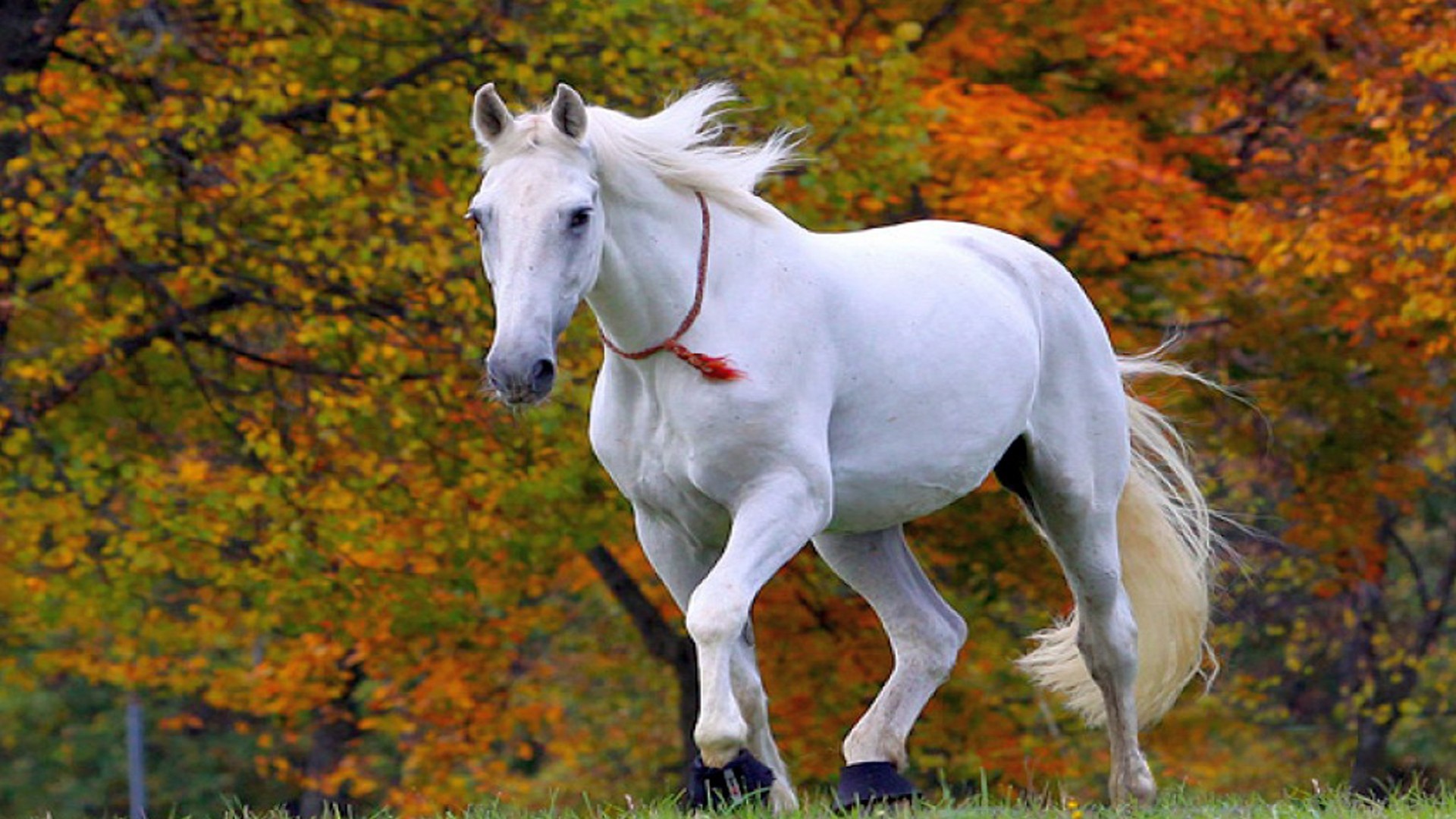 1920x1080 ... Beautiful White Horse Widescreen Wallpapers 07661 - Baltana ...