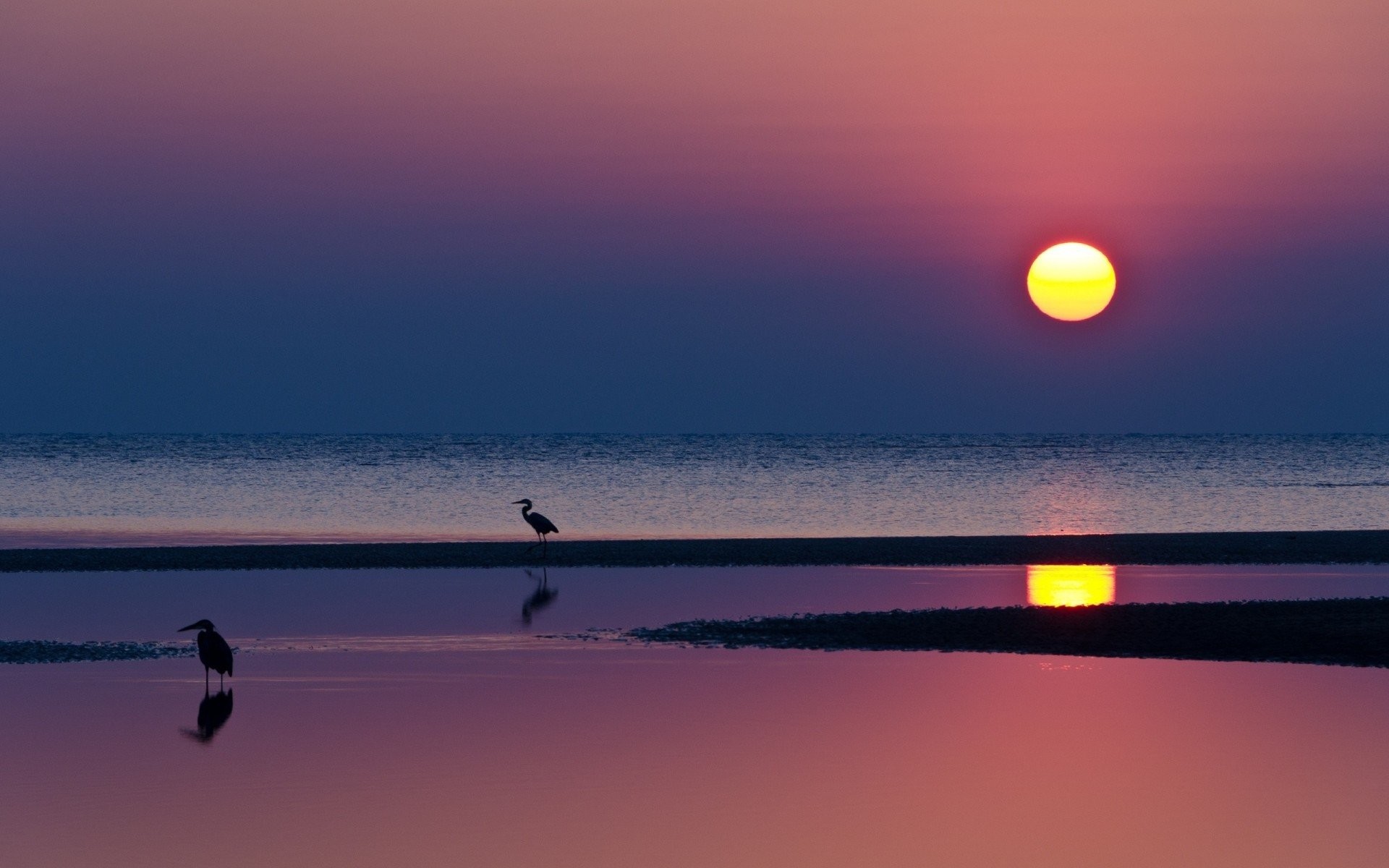 1920x1200 night beach sunset reflection water sun sea silhouettes heron horizon