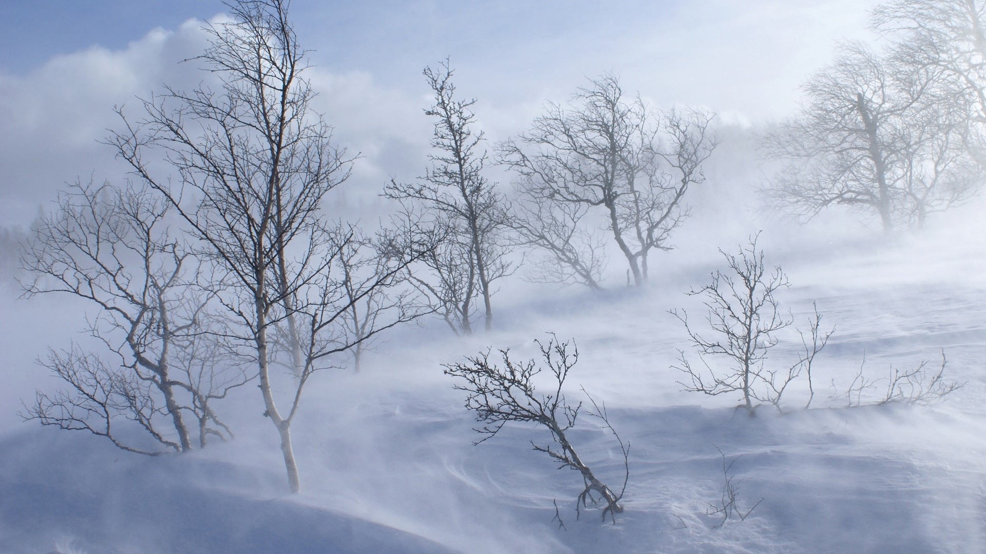 1920x1080  Wallpaper trees, mountains, blizzard, snow, wind